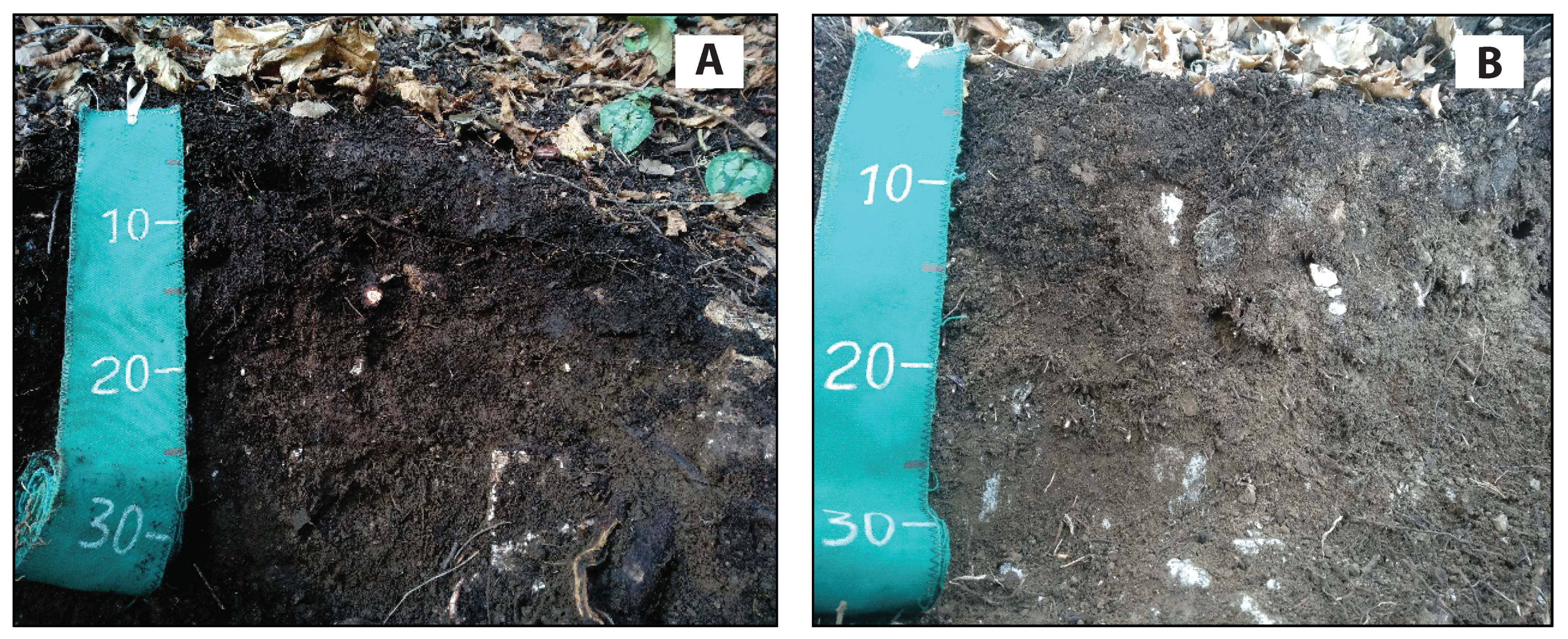 Diversity 12 00461 g003 Diversity 12 00461 g003