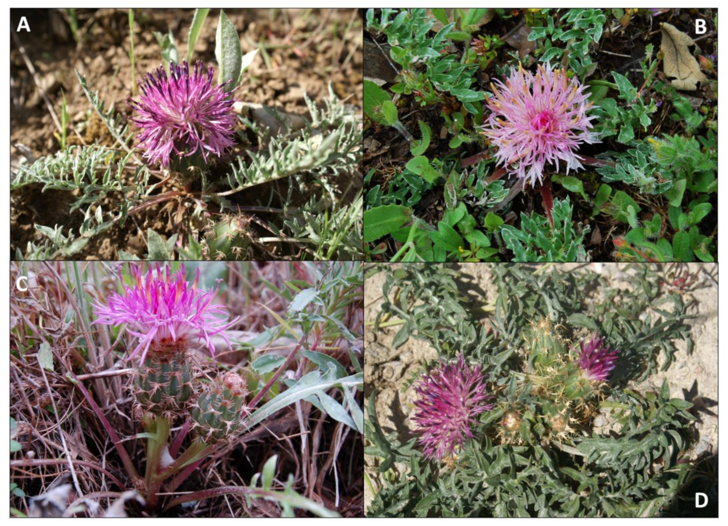 Diversity 13 00072 g007