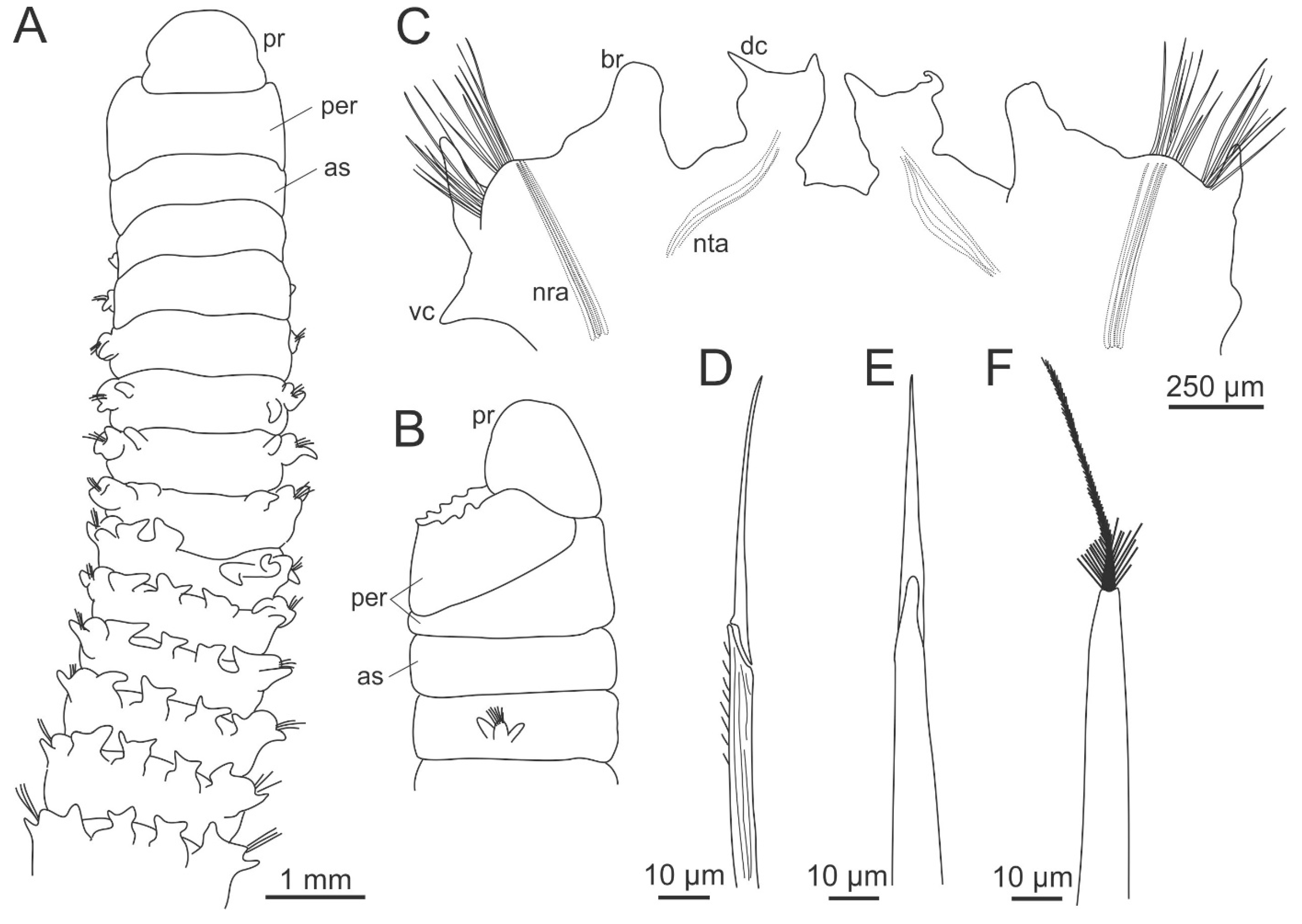 Diversity Free Full Text The Current State Of Eunicida Annelida Systematics And Biodiversity Html