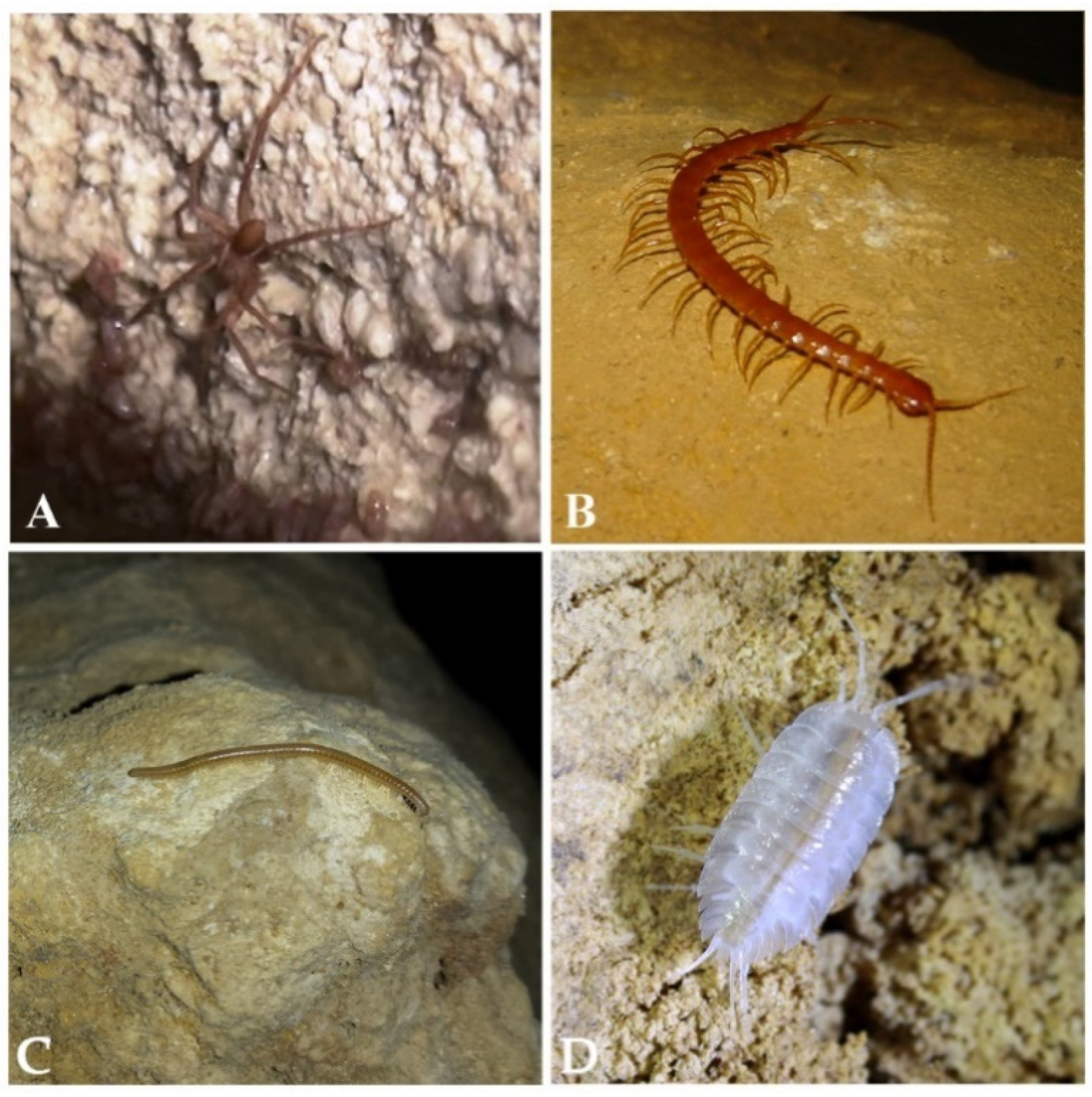 Diversity | Free Full-Text | The Chemoautotrophically Based Movile Cave  Groundwater Ecosystem, a Hotspot of Subterranean Biodiversity