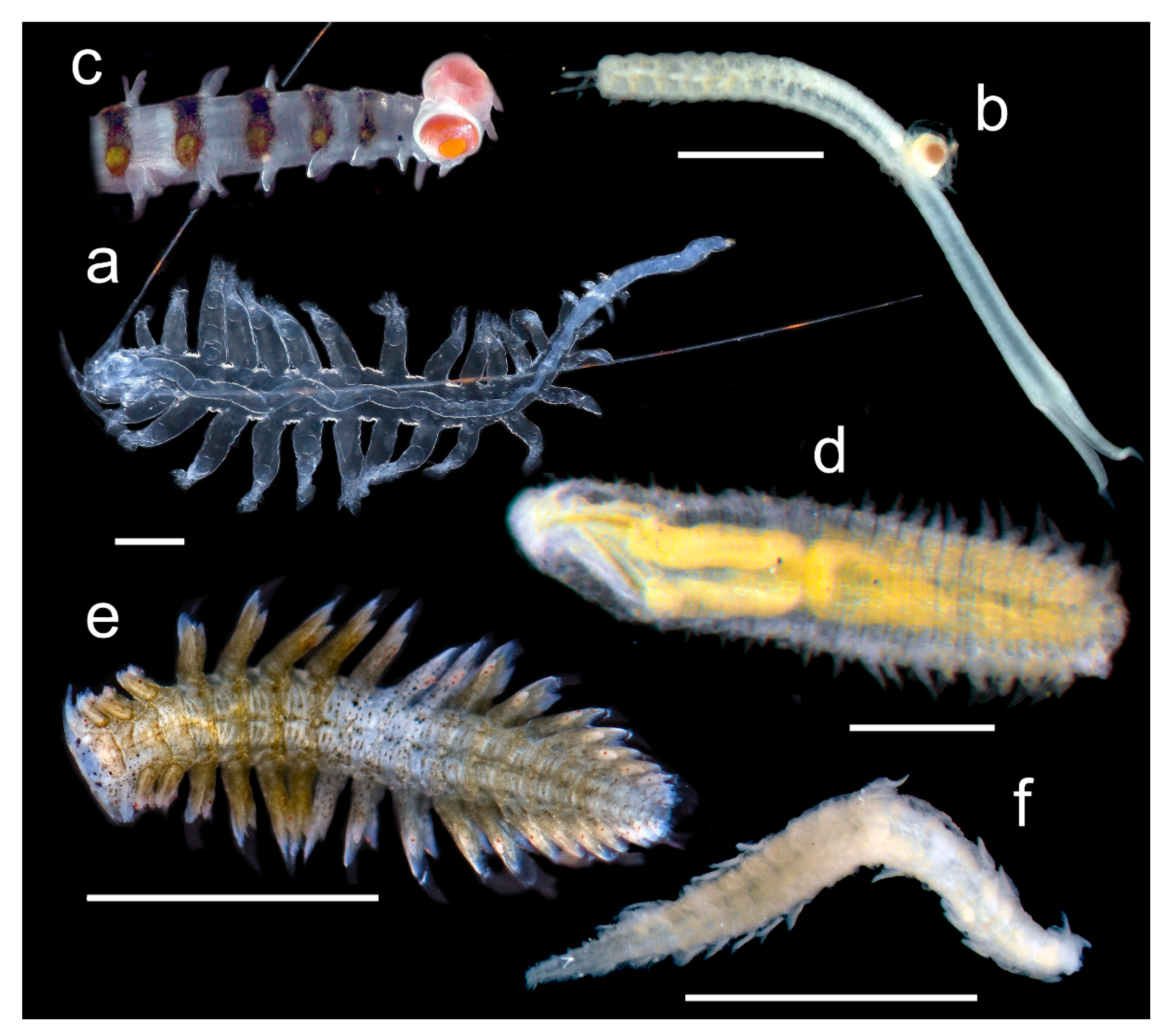 Diversity | Free Full-Text | On the Diversity of Phyllodocida (Annelida:  Errantia), with a Focus on Glyceridae, Goniadidae, Nephtyidae, Polynoidae,  Sphaerodoridae, Syllidae, and the Holoplanktonic Families | HTML