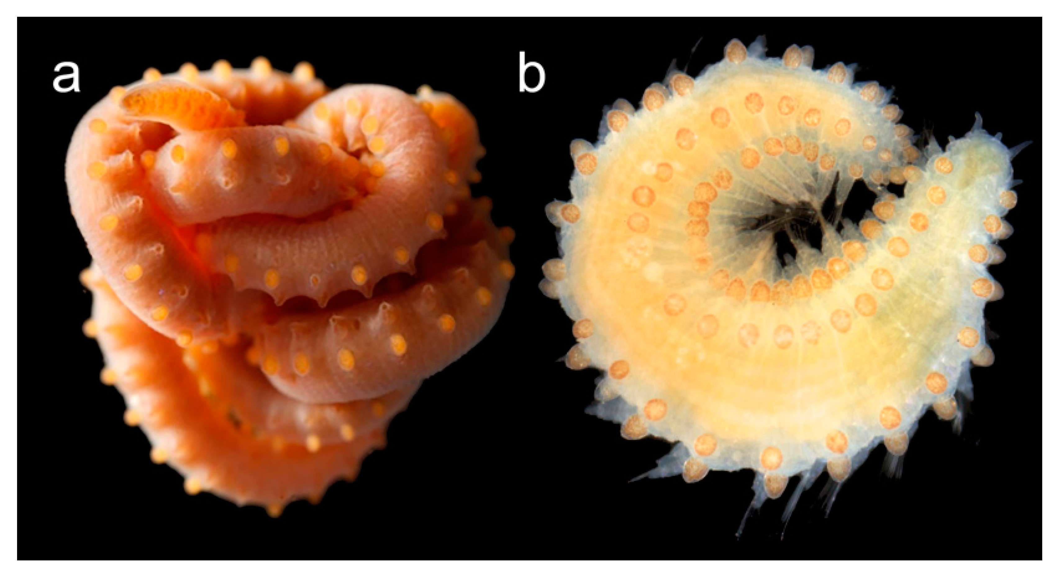 Diversity | Free Full-Text | On the Diversity of Phyllodocida (Annelida:  Errantia), with a Focus on Glyceridae, Goniadidae, Nephtyidae, Polynoidae,  Sphaerodoridae, Syllidae, and the Holoplanktonic Families