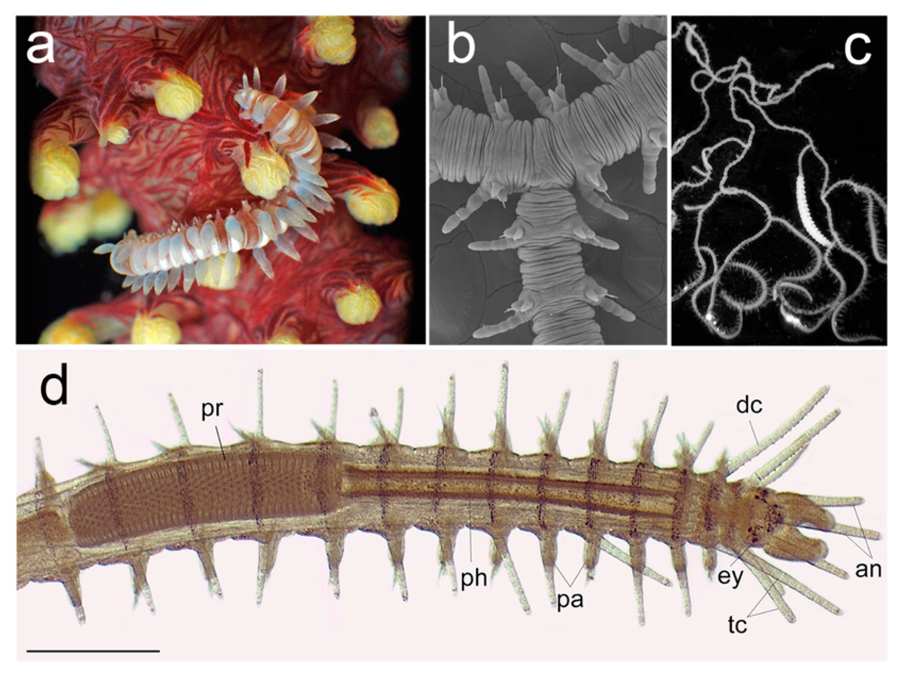Diversity Free Full Text On The Diversity Of Phyllodocida Annelida Errantia With A Focus On Glyceridae Goniadidae Nephtyidae Polynoidae Sphaerodoridae Syllidae And The Holoplanktonic Families Html