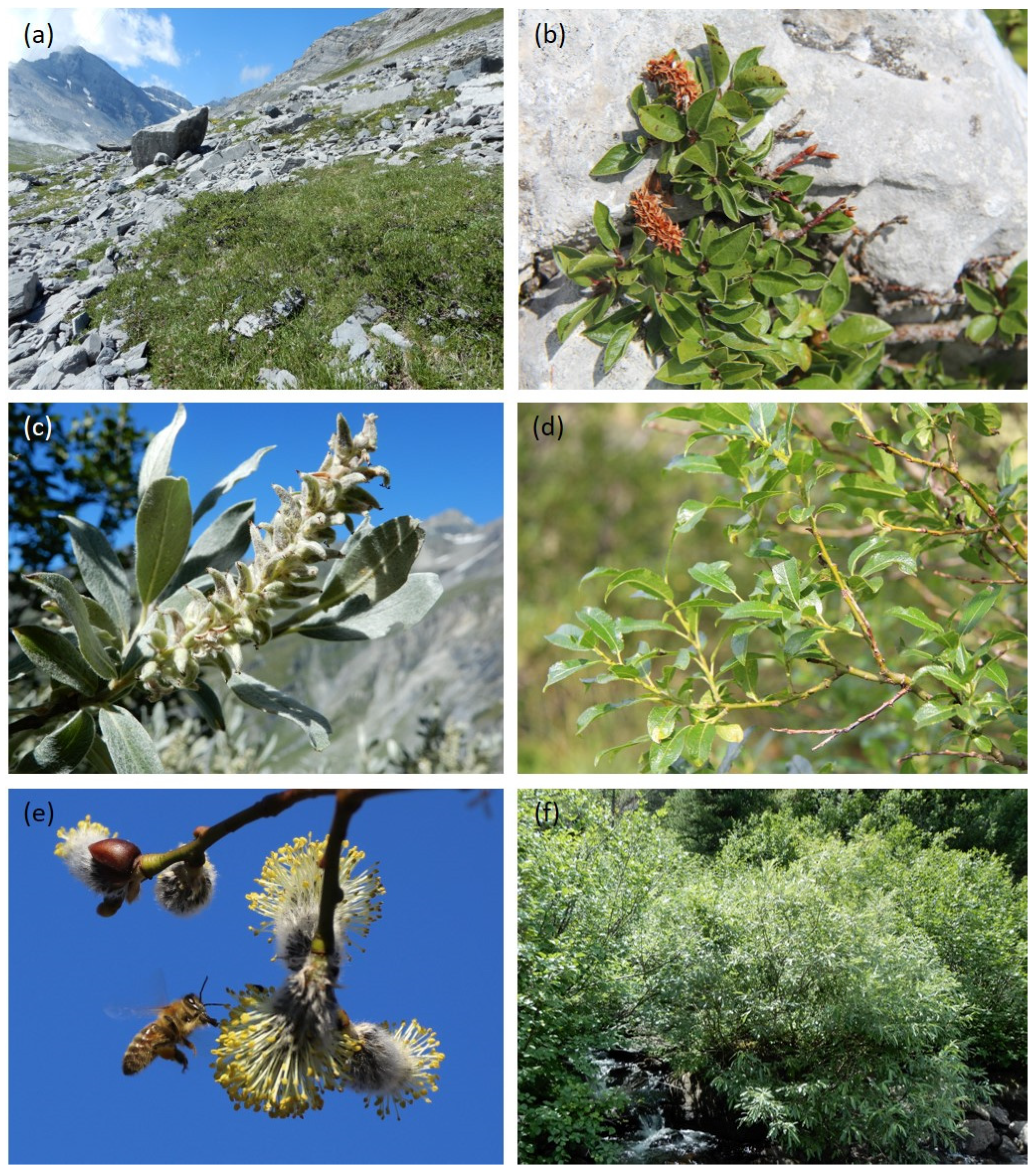 Diversity | Free Full-Text | The Evolutionary History, Diversity, and  Ecology of Willows (Salix L.) in the European Alps
