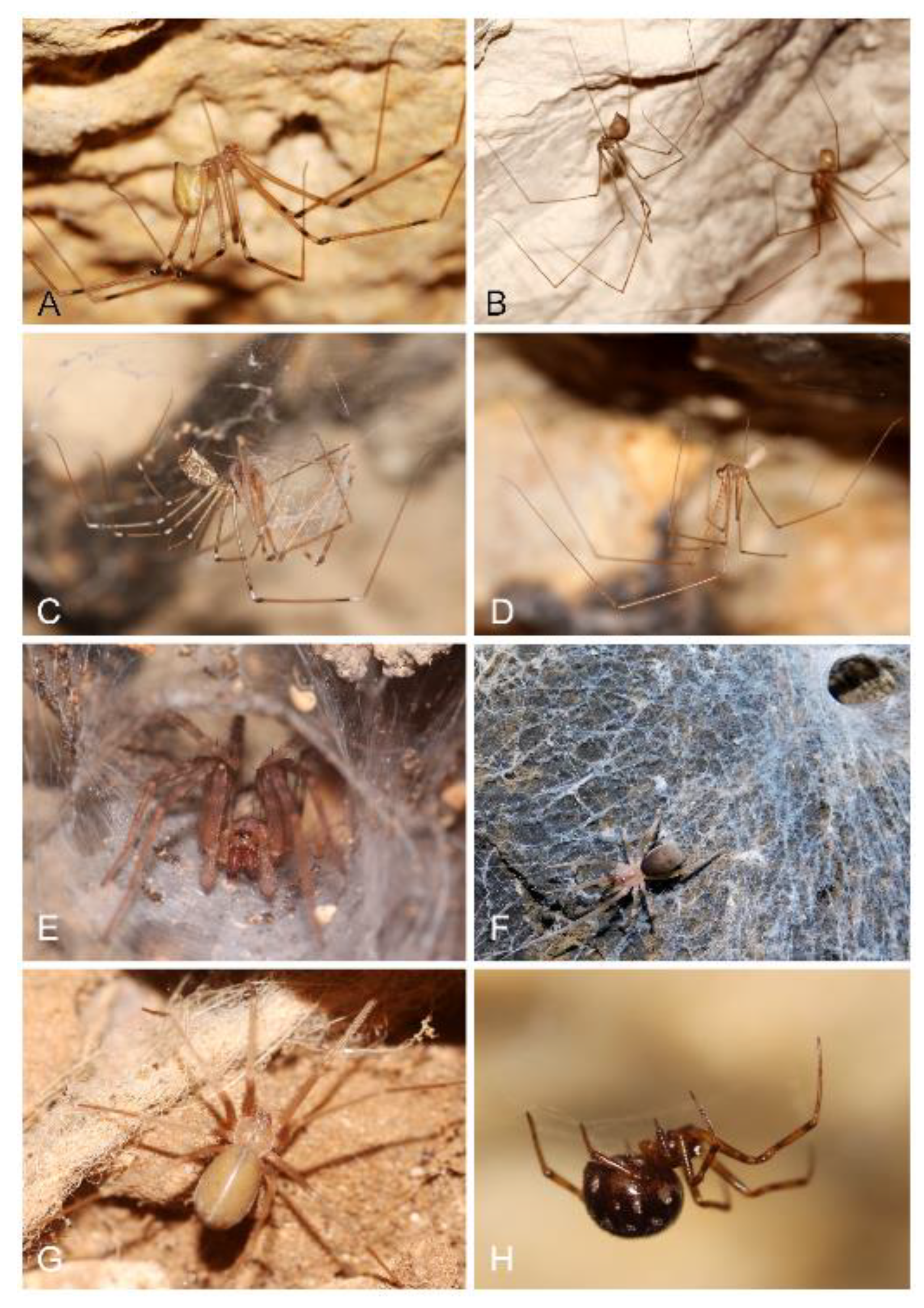 7 new spider species discovered in caves in Israel