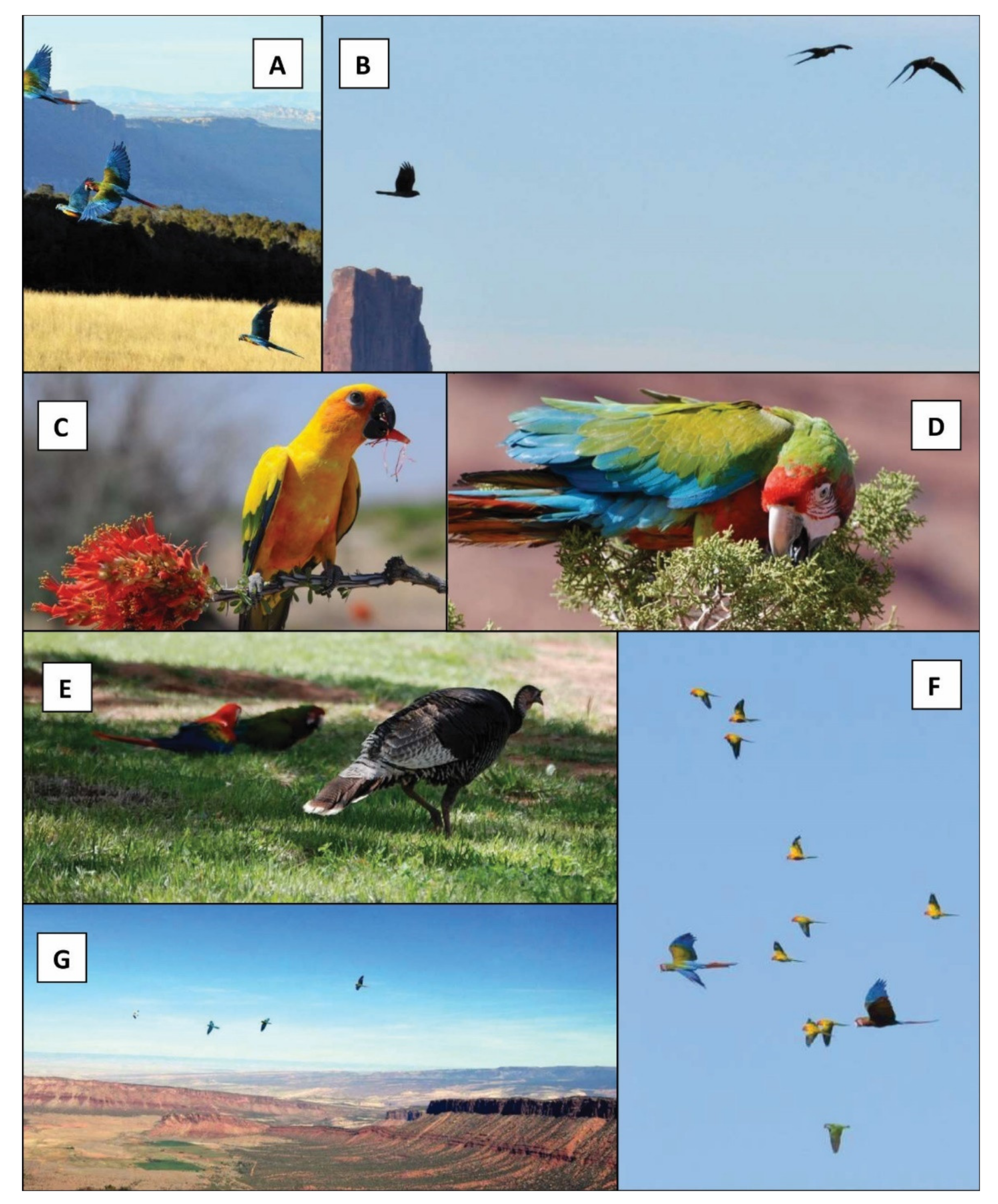 Diversity | Free Full-Text | Parrot Free-Flight as a Conservation Tool