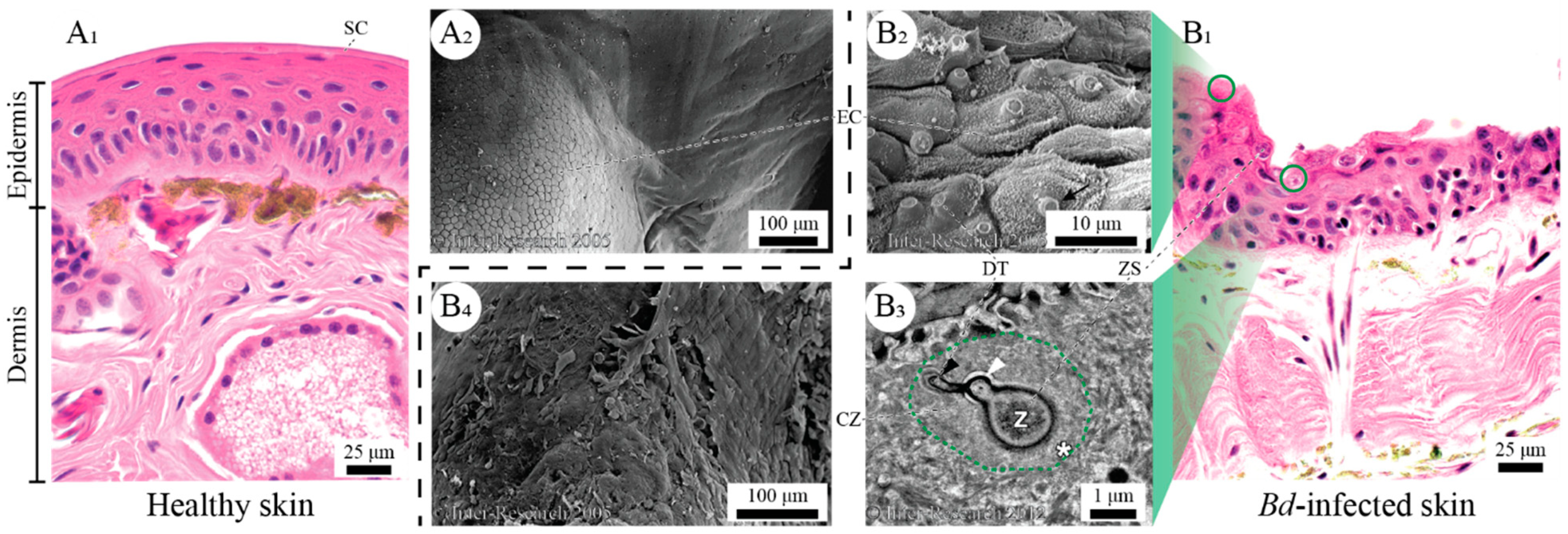 Diversity 13 00262 g002