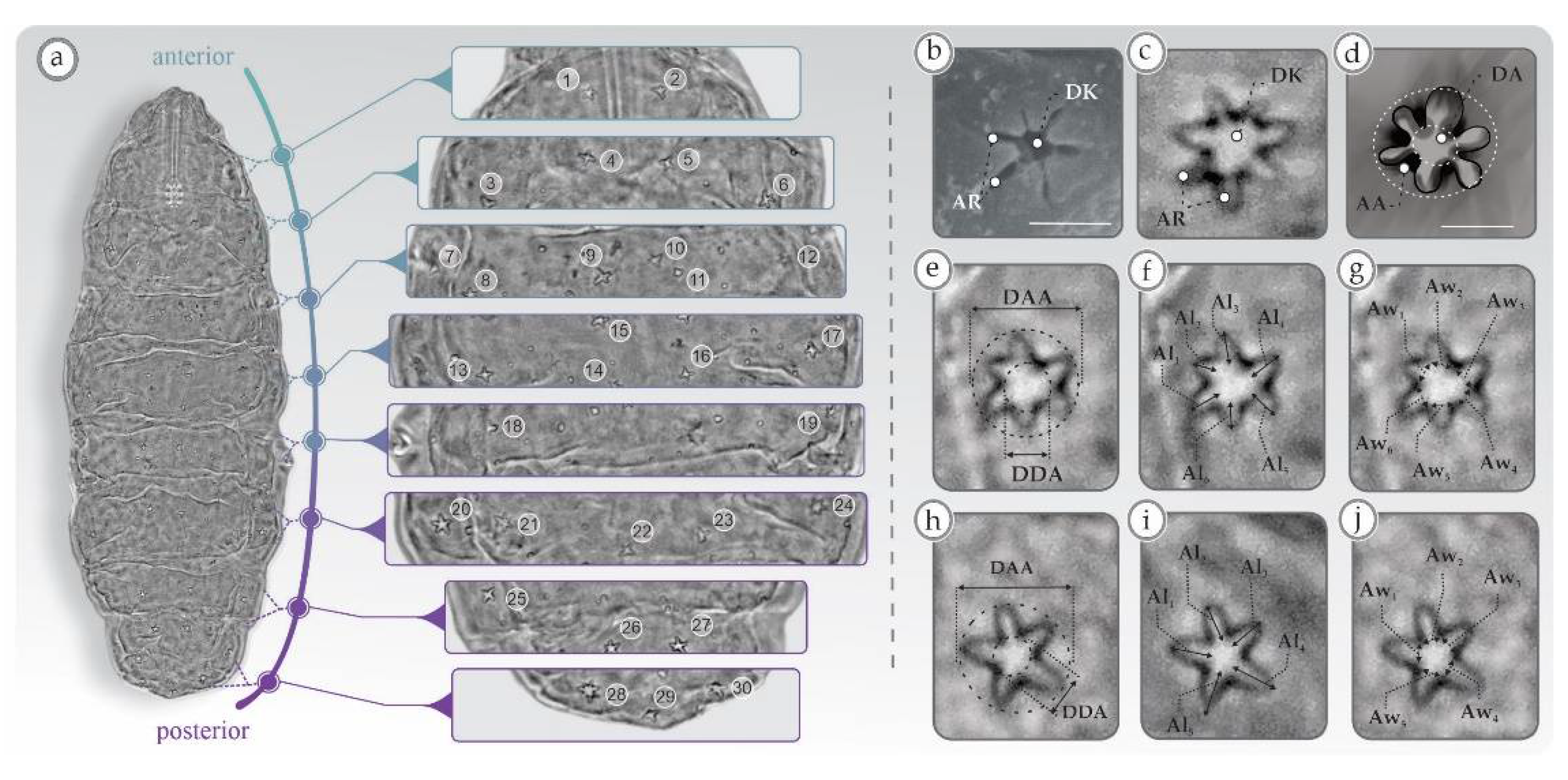 Diversity 13 00307 g001