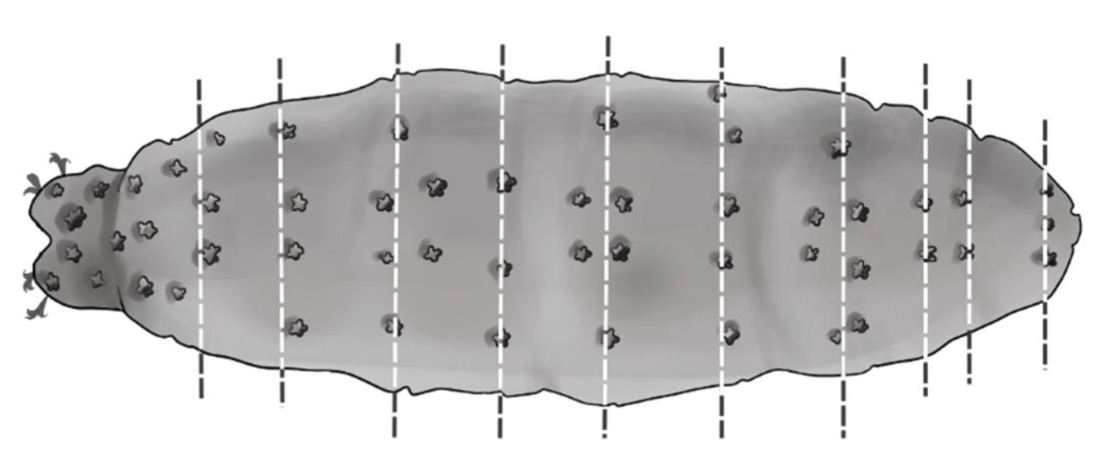 Diversity 13 00307 g006