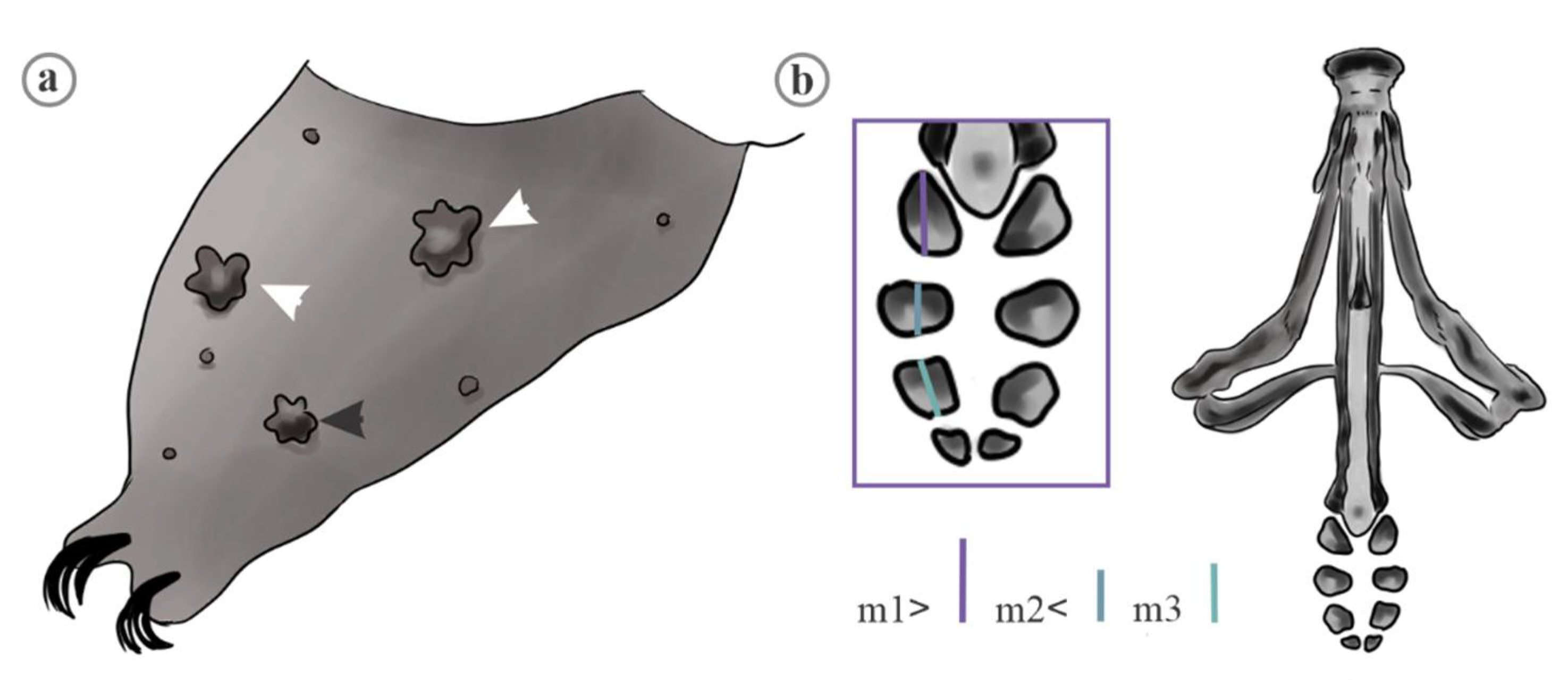 Diversity 13 00307 g014