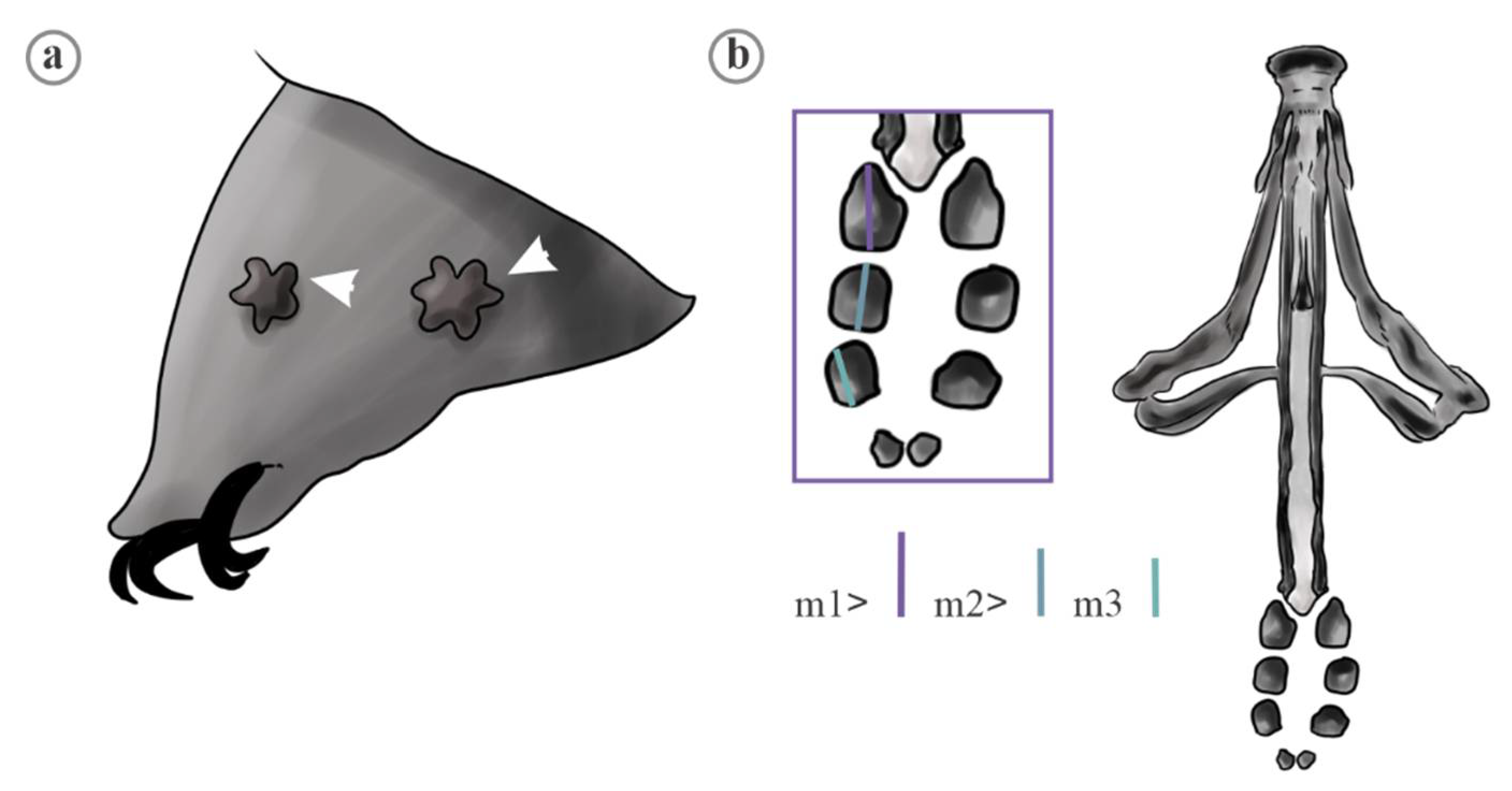 Diversity 13 00307 g015