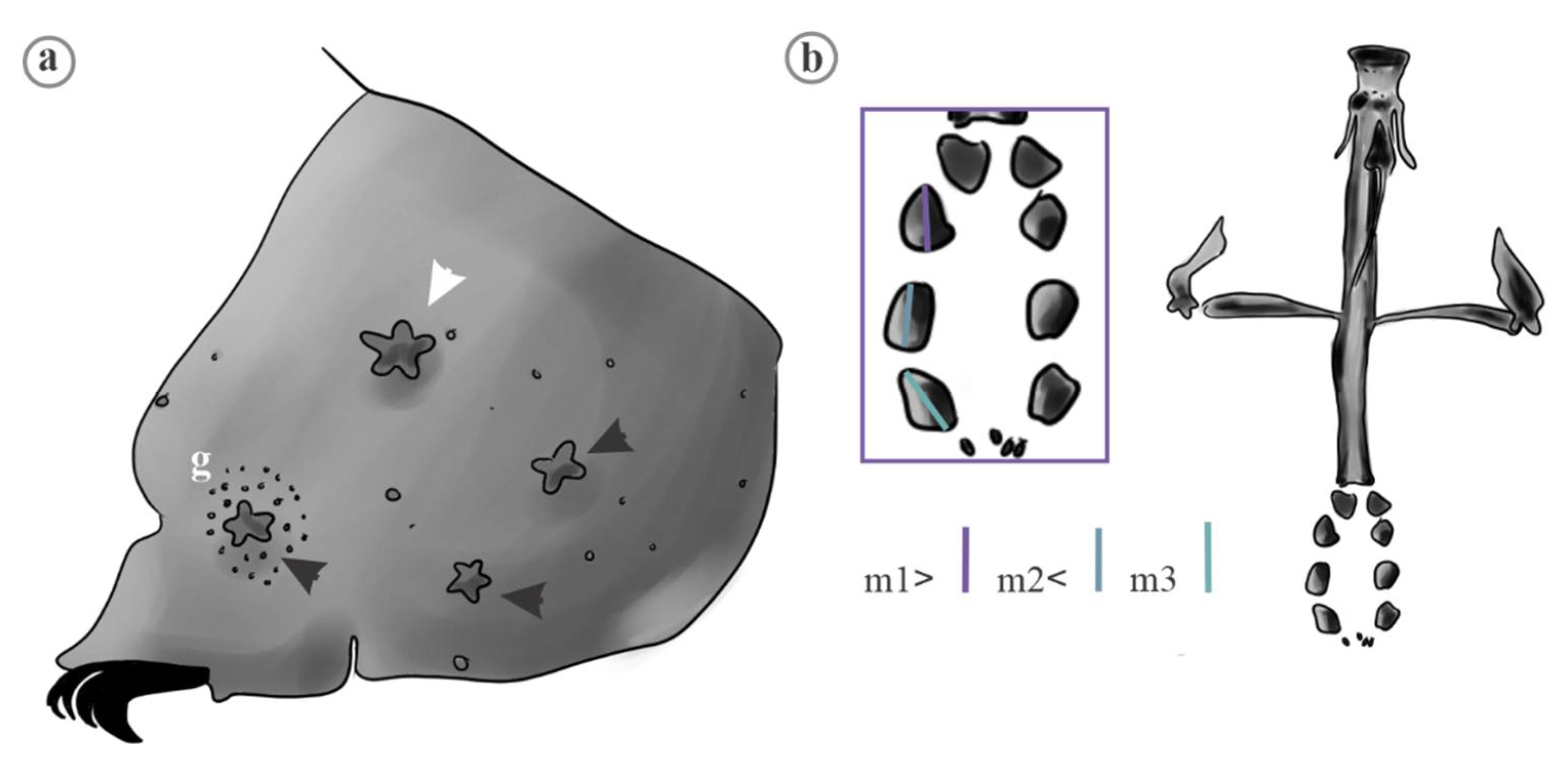 Diversity 13 00307 g017