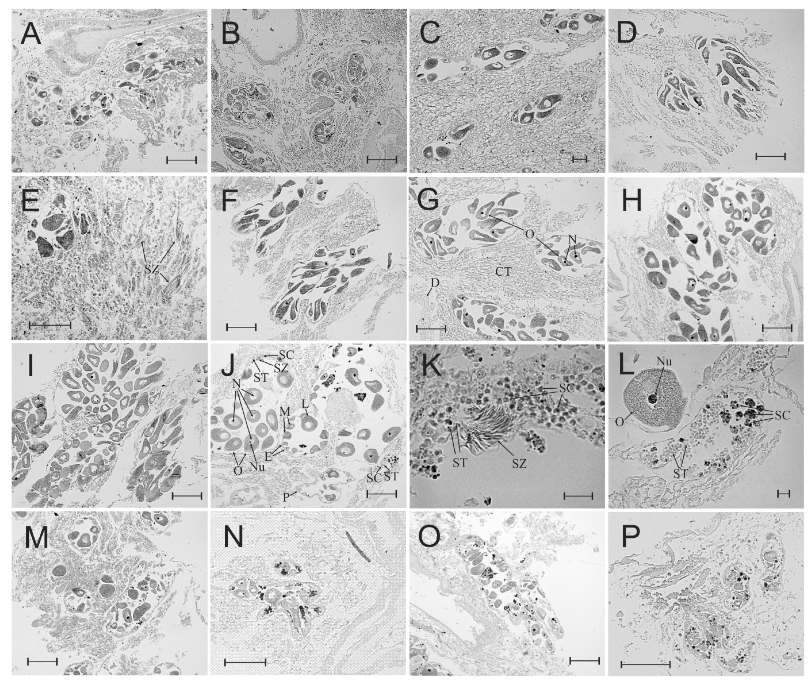 Diversity 13 00316 g005 Diversity 13 00316 g005