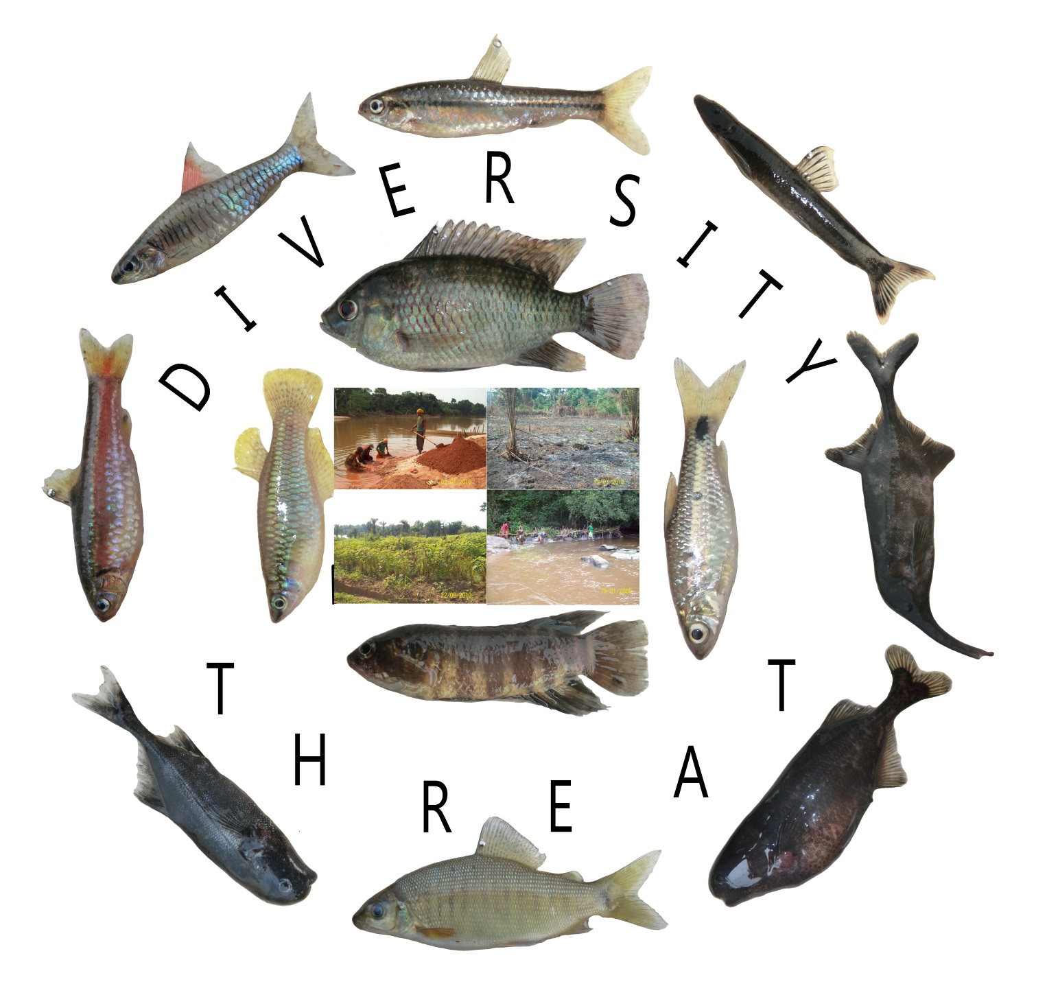 Diversity | Free Full-Text | Fishes of the Lower Lulua River (Kasai Basin,  Central Africa): A Continental Hotspot of Ichthyofaunal Diversity under  Threat | HTML