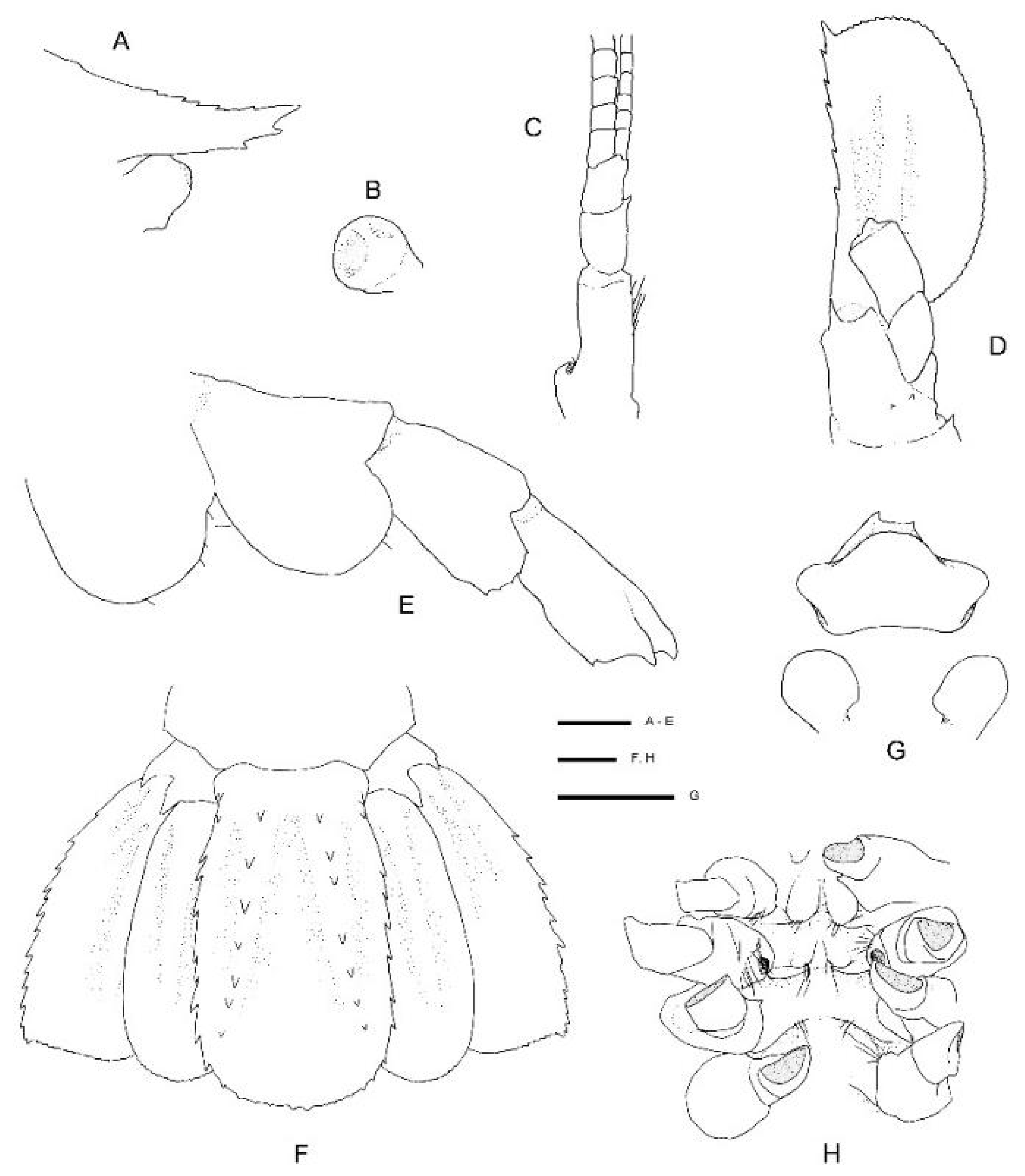 Diversity Free Full Text Integrative Taxonomy Of New Zealand Stenopodidea Crustacea Decapoda With New Species And Records For The Region Html