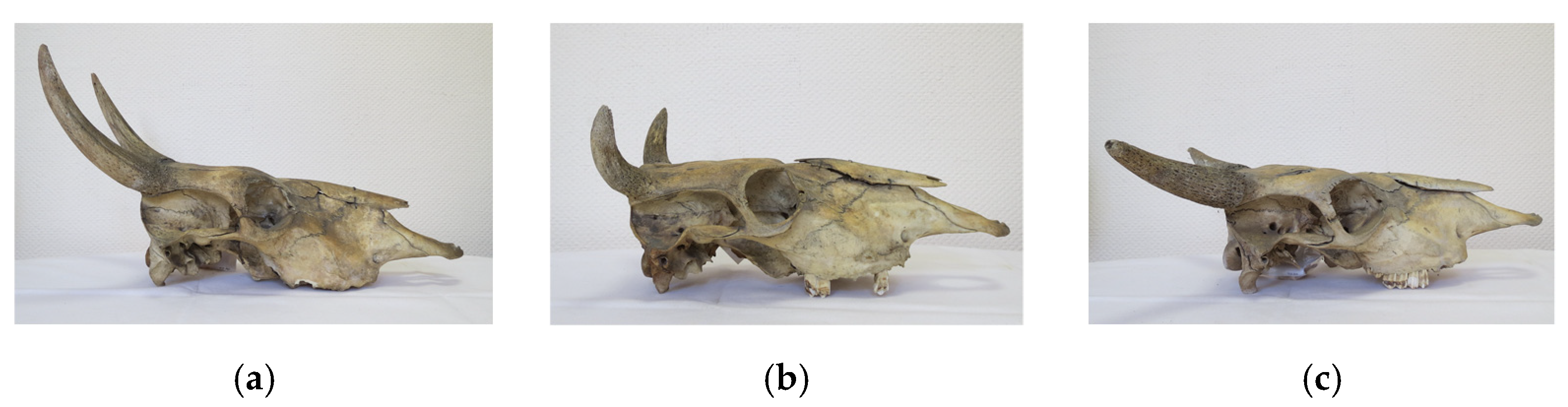 Diversity 13 00351 g001 Diversity 13 00351 g001