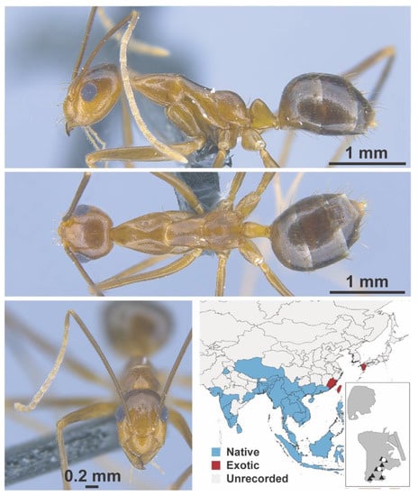 Termites, Ants Dig Up Gold And Mineral Deposits - Asian Scientist