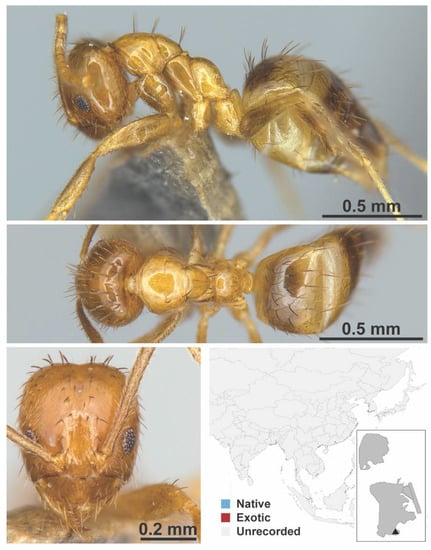 Termites, Ants Dig Up Gold And Mineral Deposits - Asian Scientist