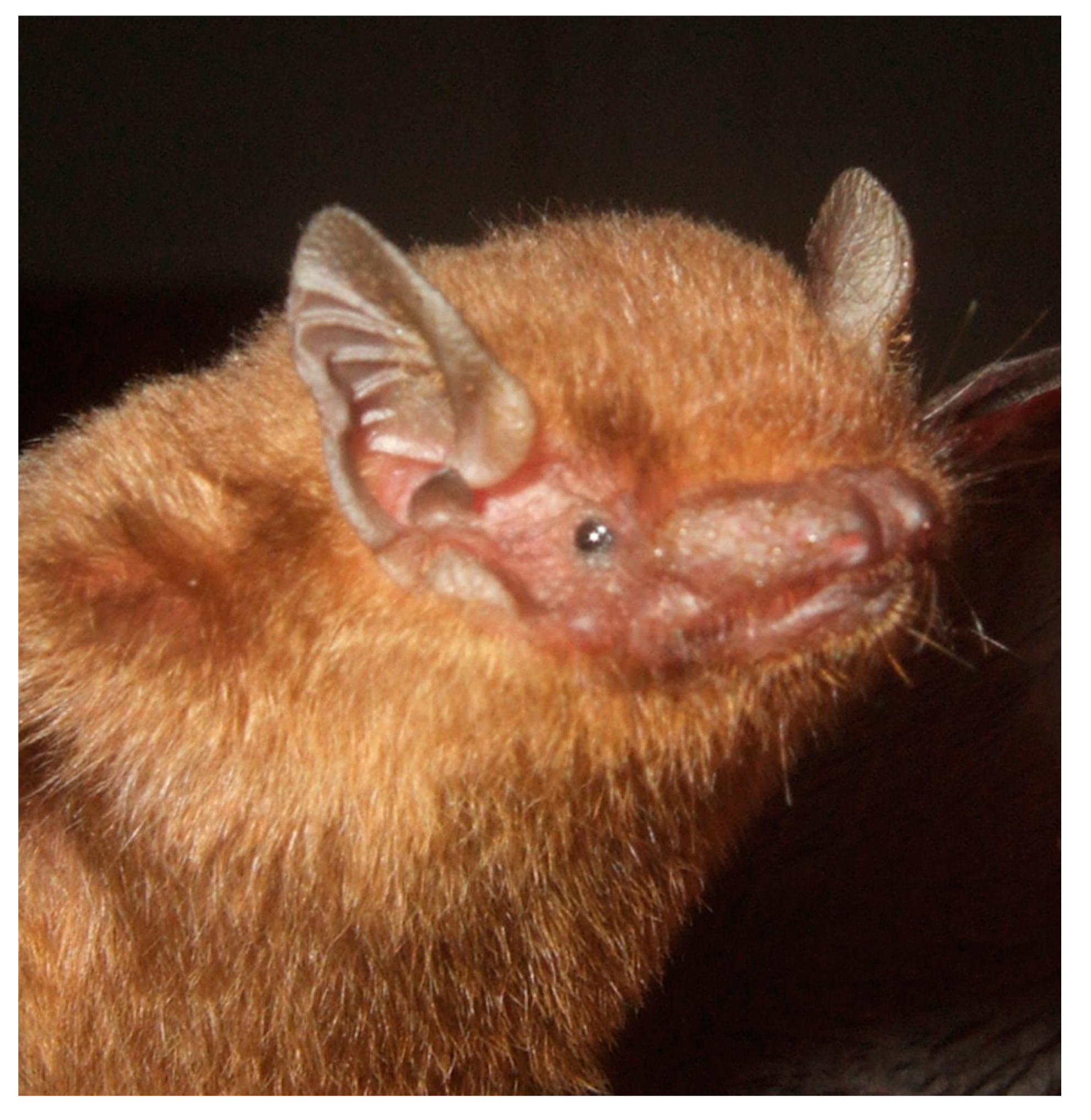 Diversity | Free Full-Text | Bat Diversity in Cat Ba Biosphere Reserve,  Northeastern Vietnam: A Review with New Records from Mangrove Ecosystem