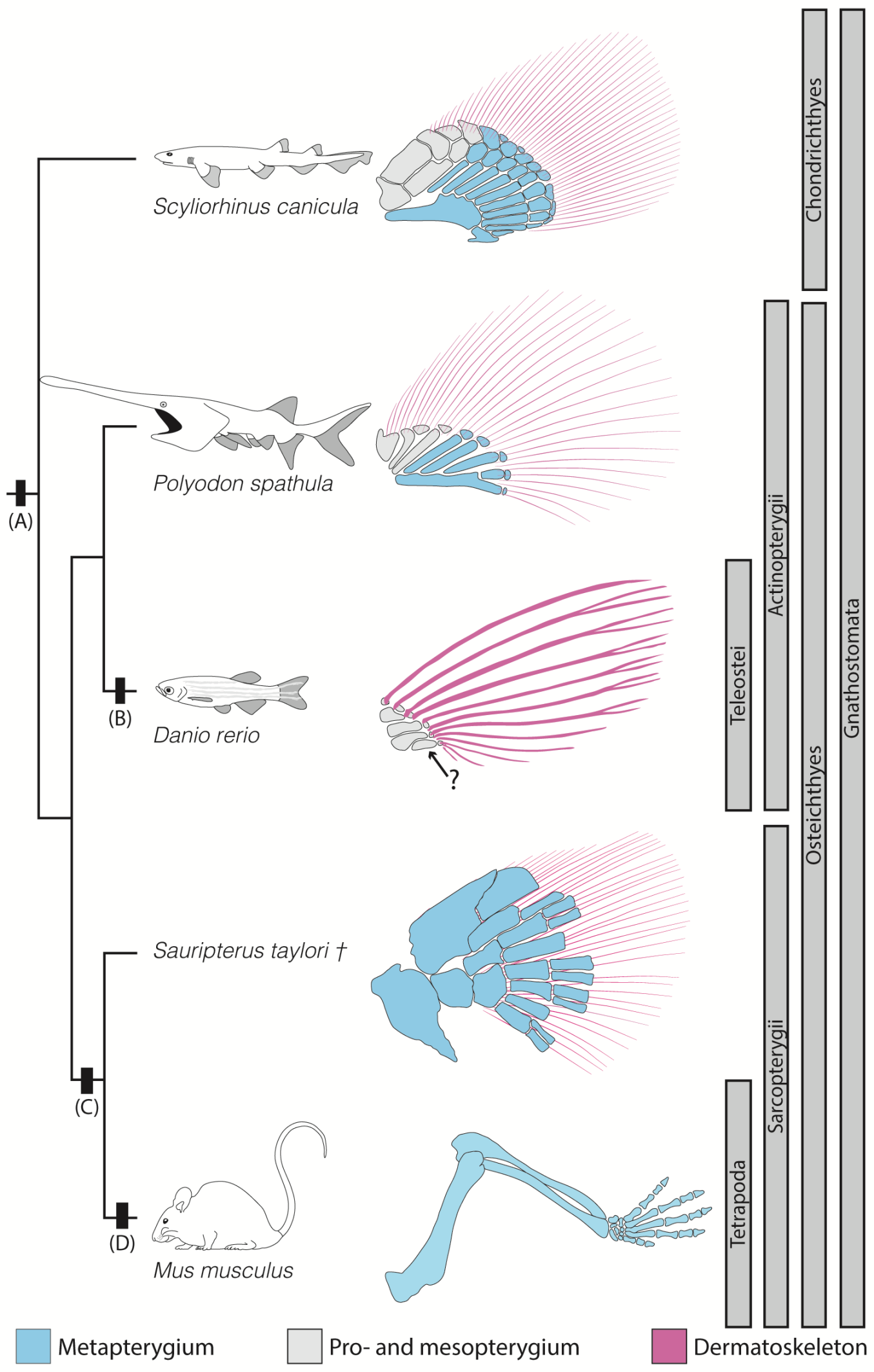 Diversity | Free Full-Text | Conserved Mechanisms, Novel Anatomies: The ...