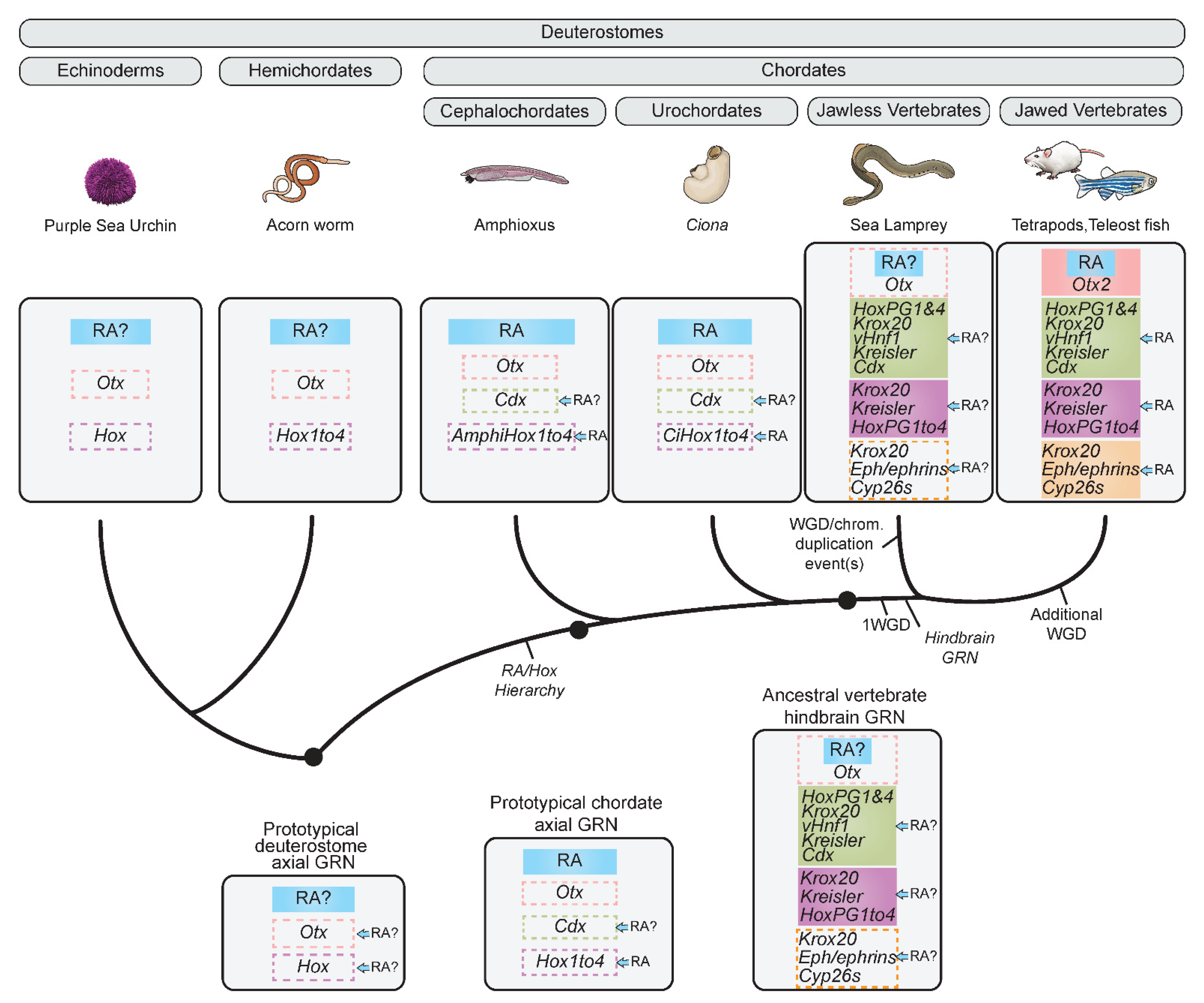 Diversity 13 00398 g004