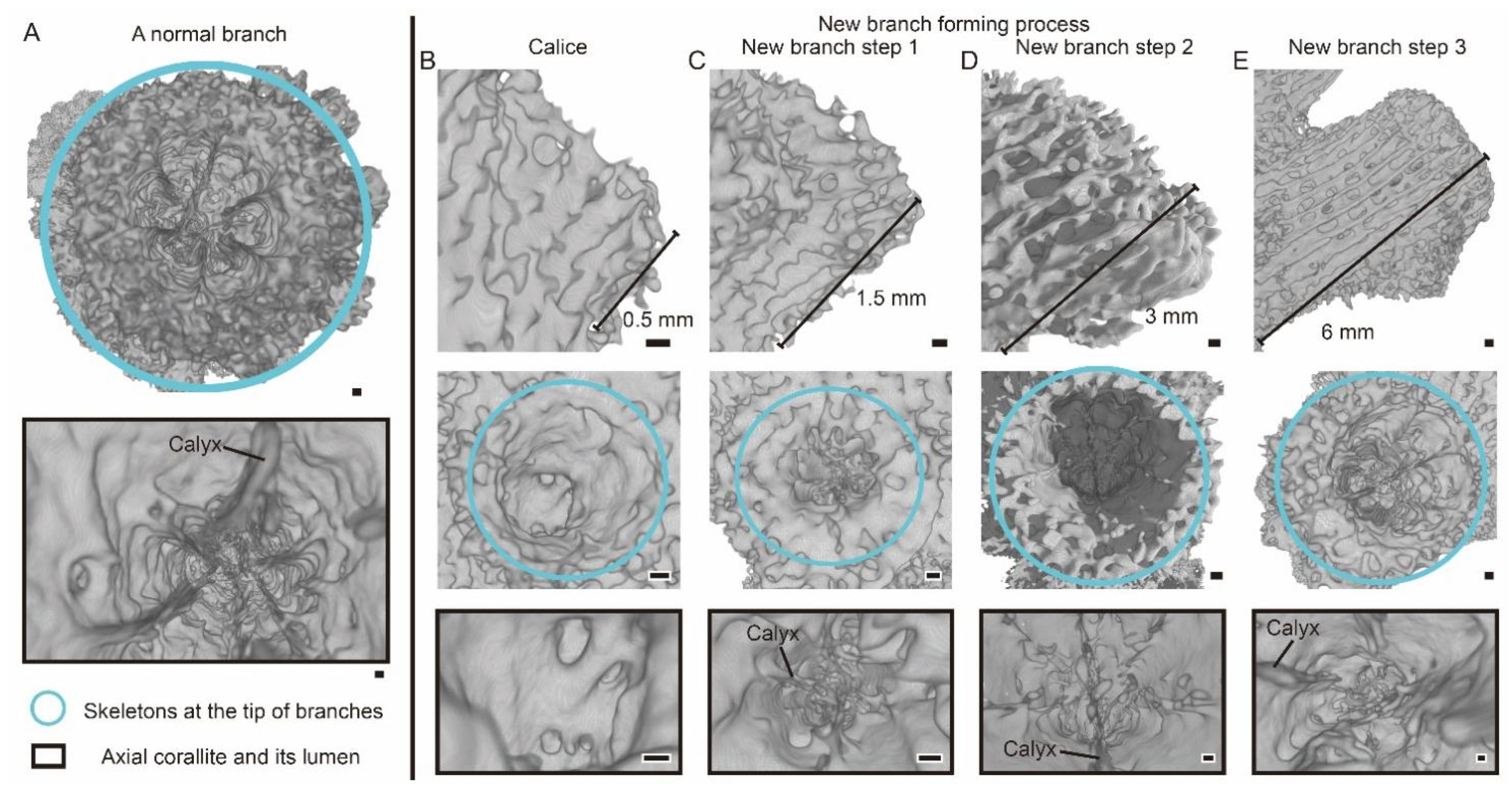 Diversity 13 00407 g001