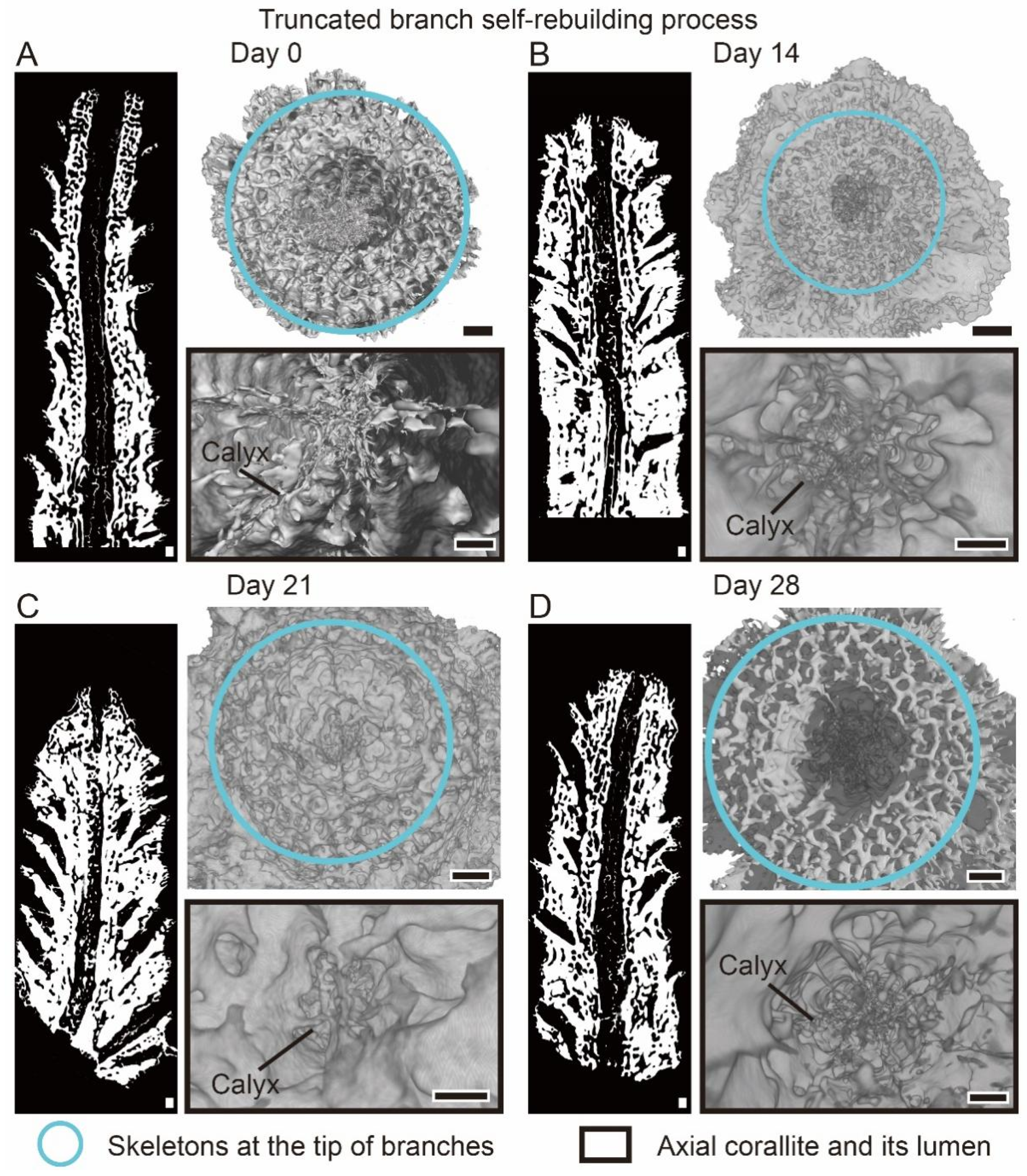 Diversity 13 00407 g002