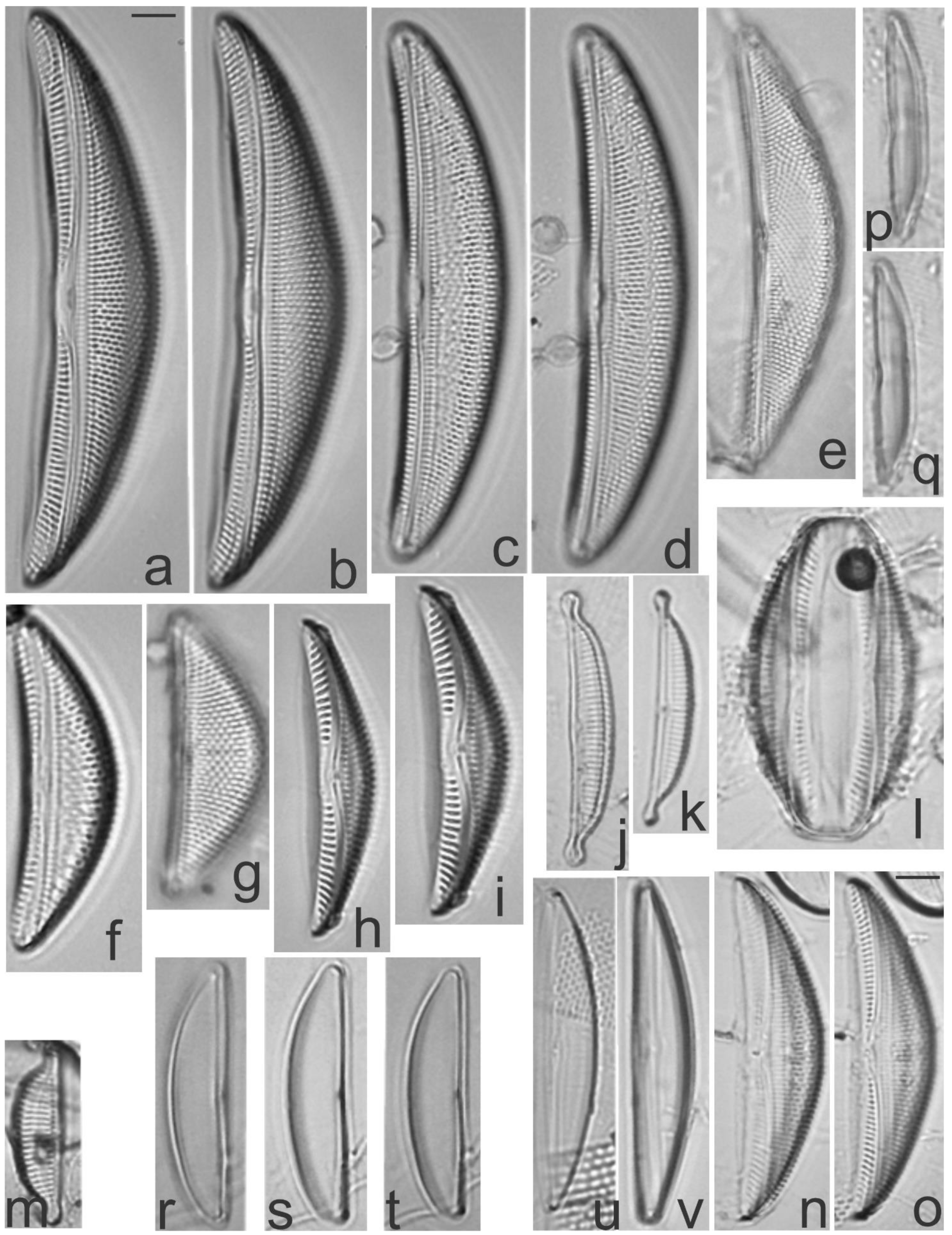 Diversity Free Full Text A First Estimate Of Species Diversity For Benthic Diatom Assemblages From The Revillagigedo Archipelago Mexico Html