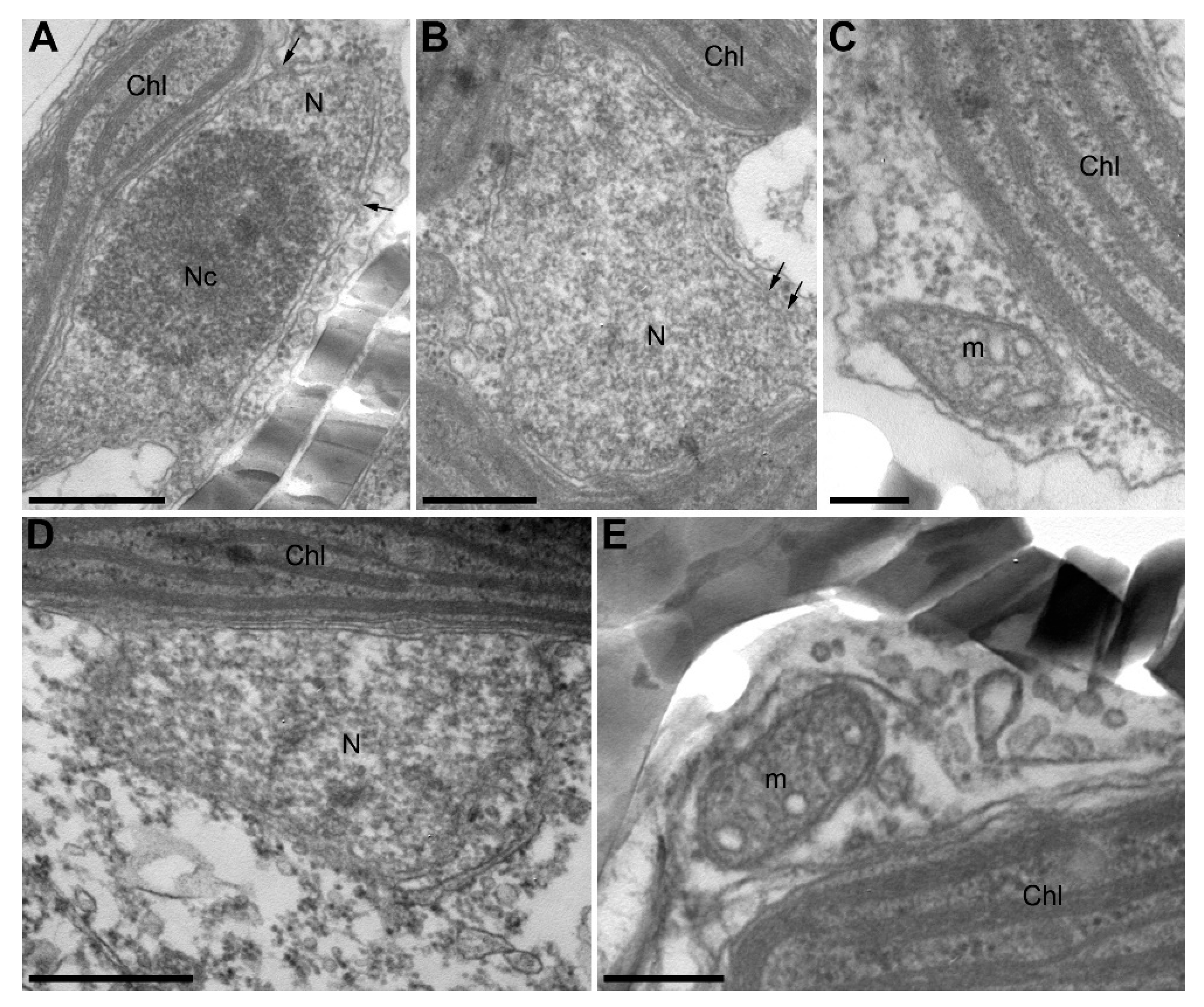 Diversity 13 00469 g006 Diversity 13 00469 g006