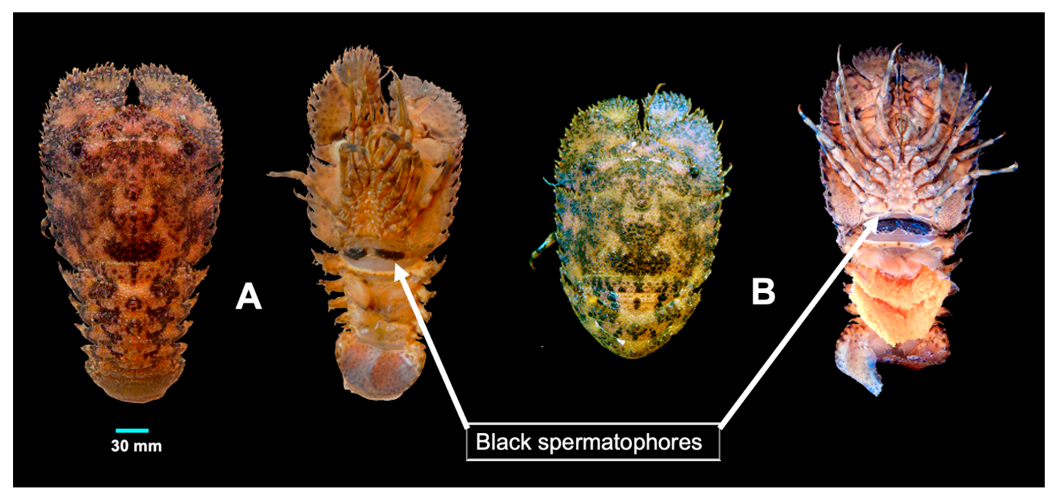 Diversity 13 00507 g007