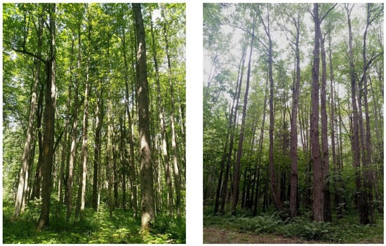 Diversity | Free Full-Text | Vertical Stratification of Beetles in  Deciduous Forest Communities in the Centre of European Russia