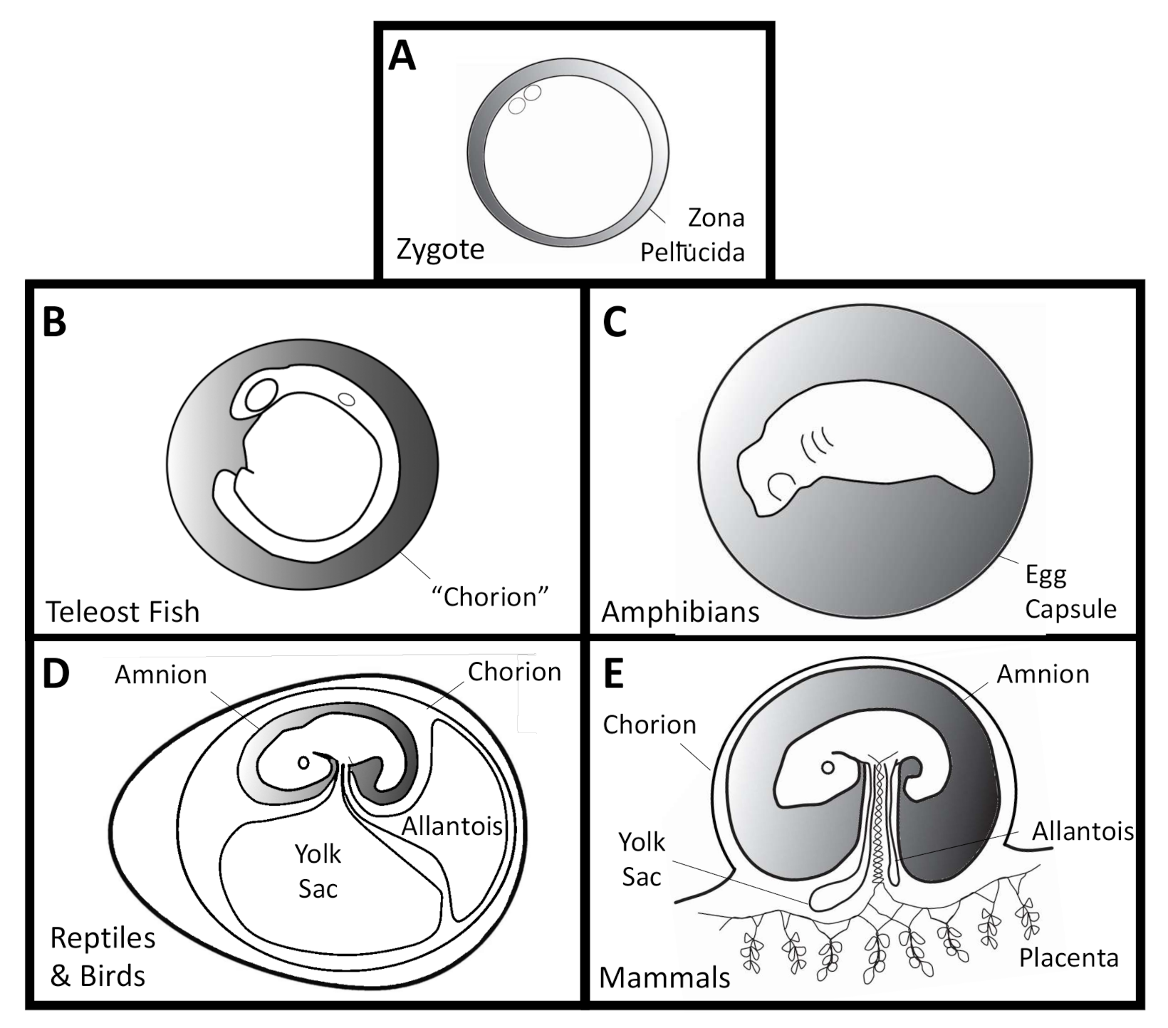 Diversity | Free Full-Text | Developing Inside a Layer of Germs—A Potential  Role for Multiciliated Surface Cells in Vertebrate Embryos