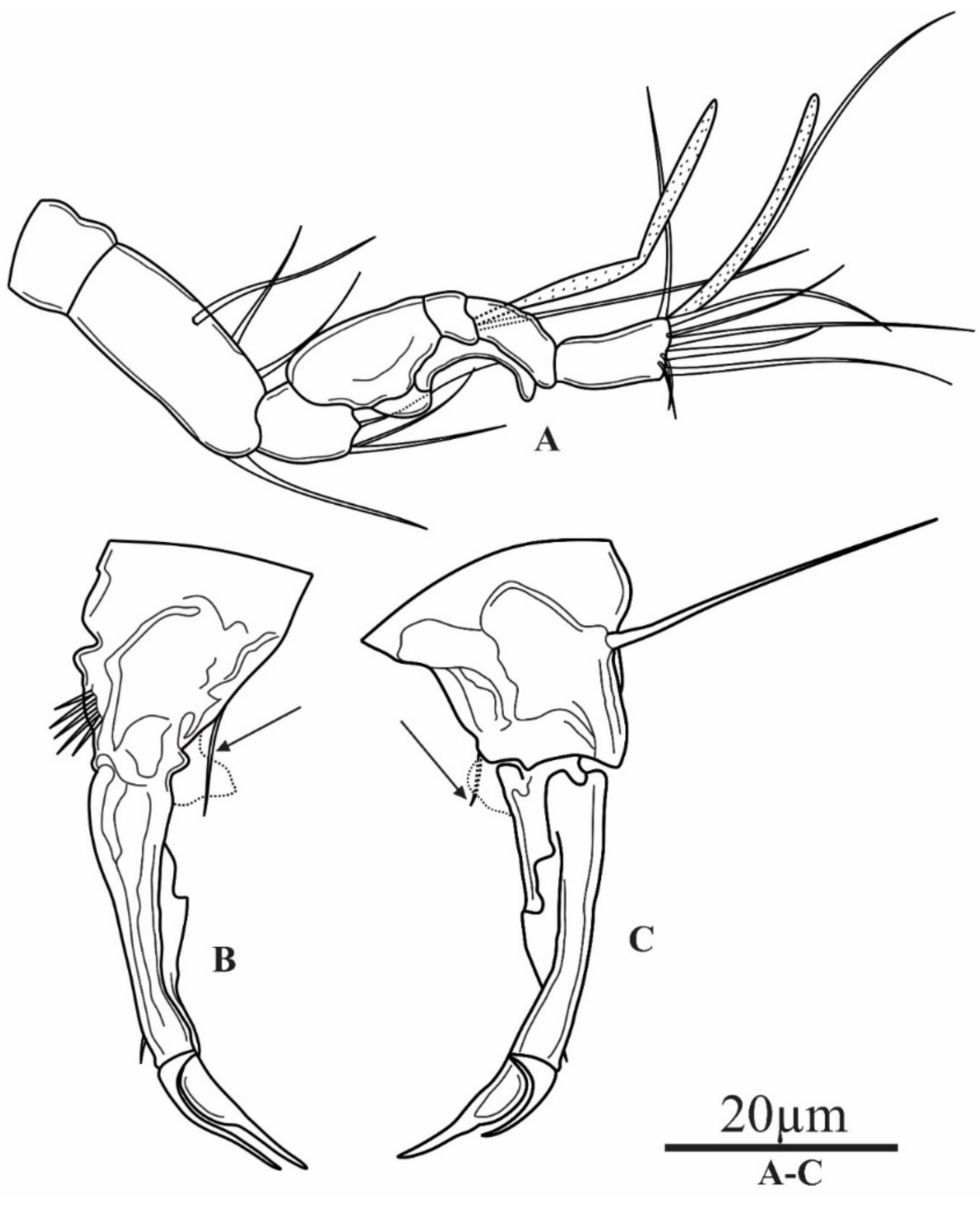 Diversity 13 00534 g008 Diversity 13 00534 g008