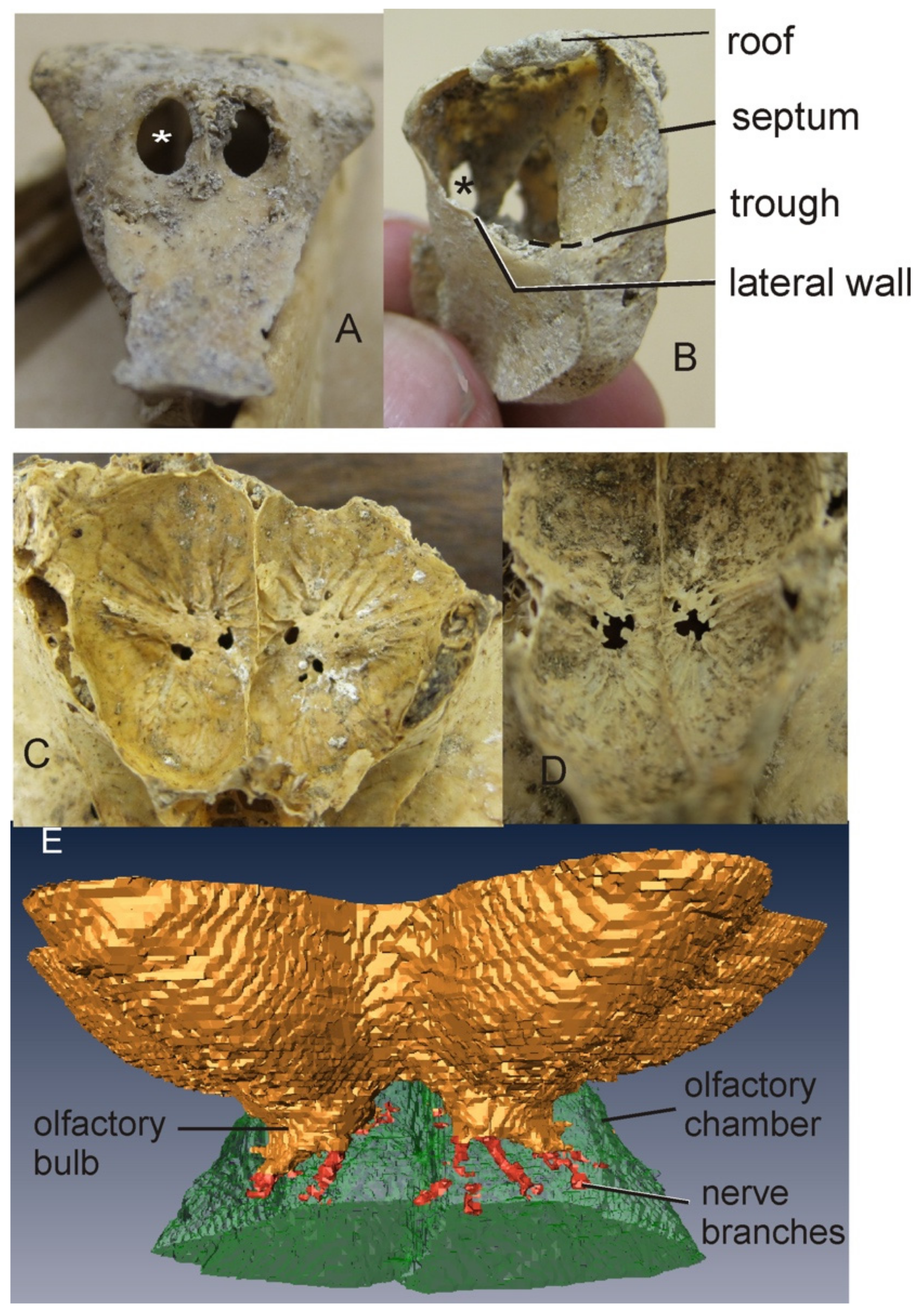 Diversity 13 00538 g002 Diversity 13 00538 g002