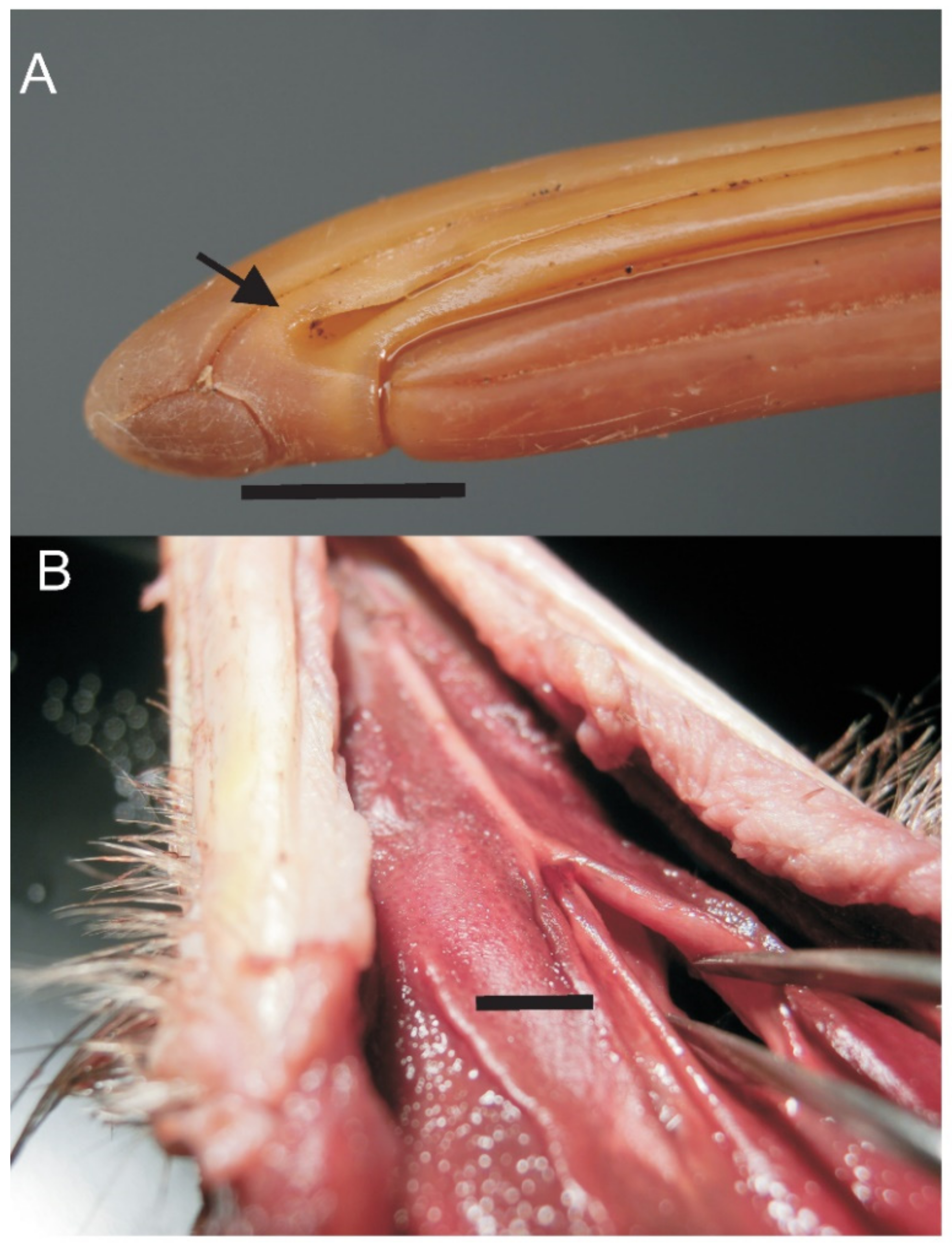Diversity 13 00538 g003 Diversity 13 00538 g003