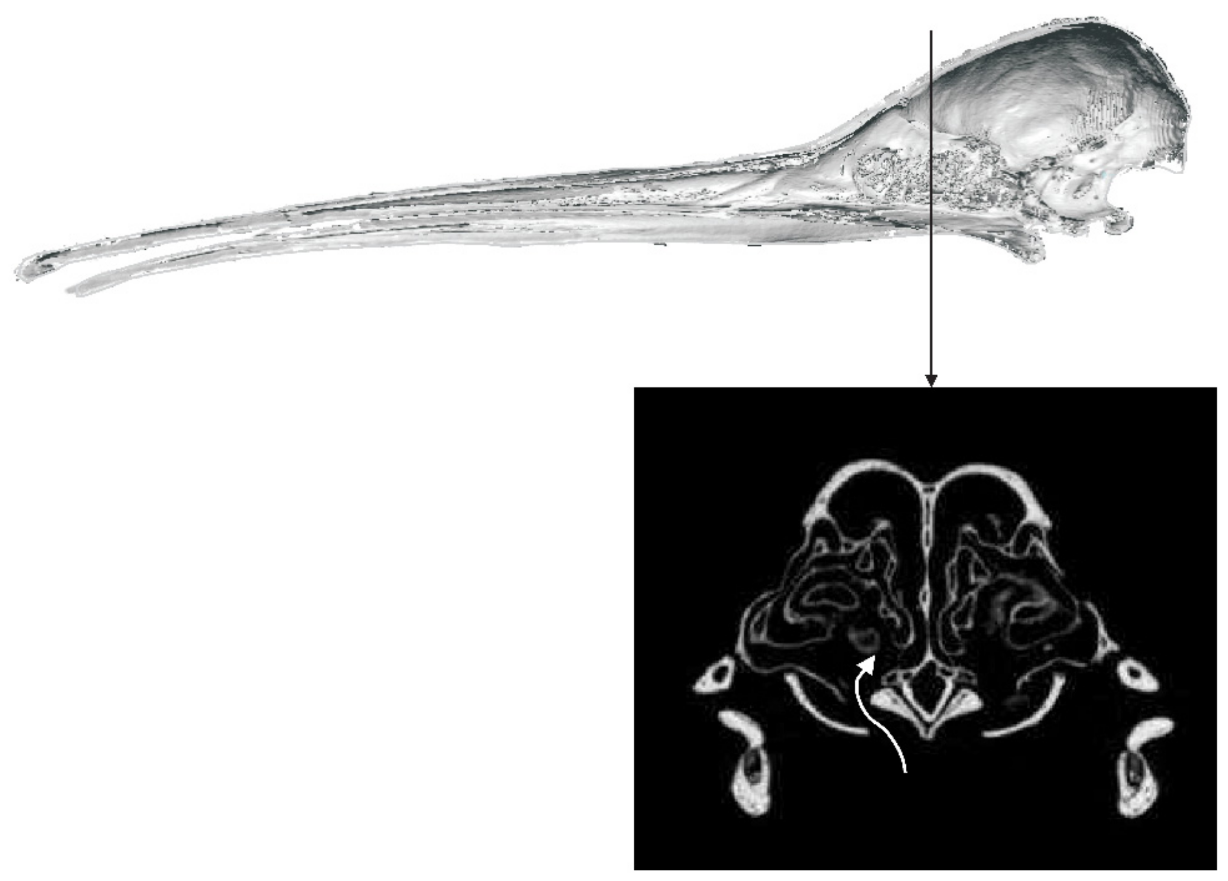 Diversity 13 00538 g004 Diversity 13 00538 g004