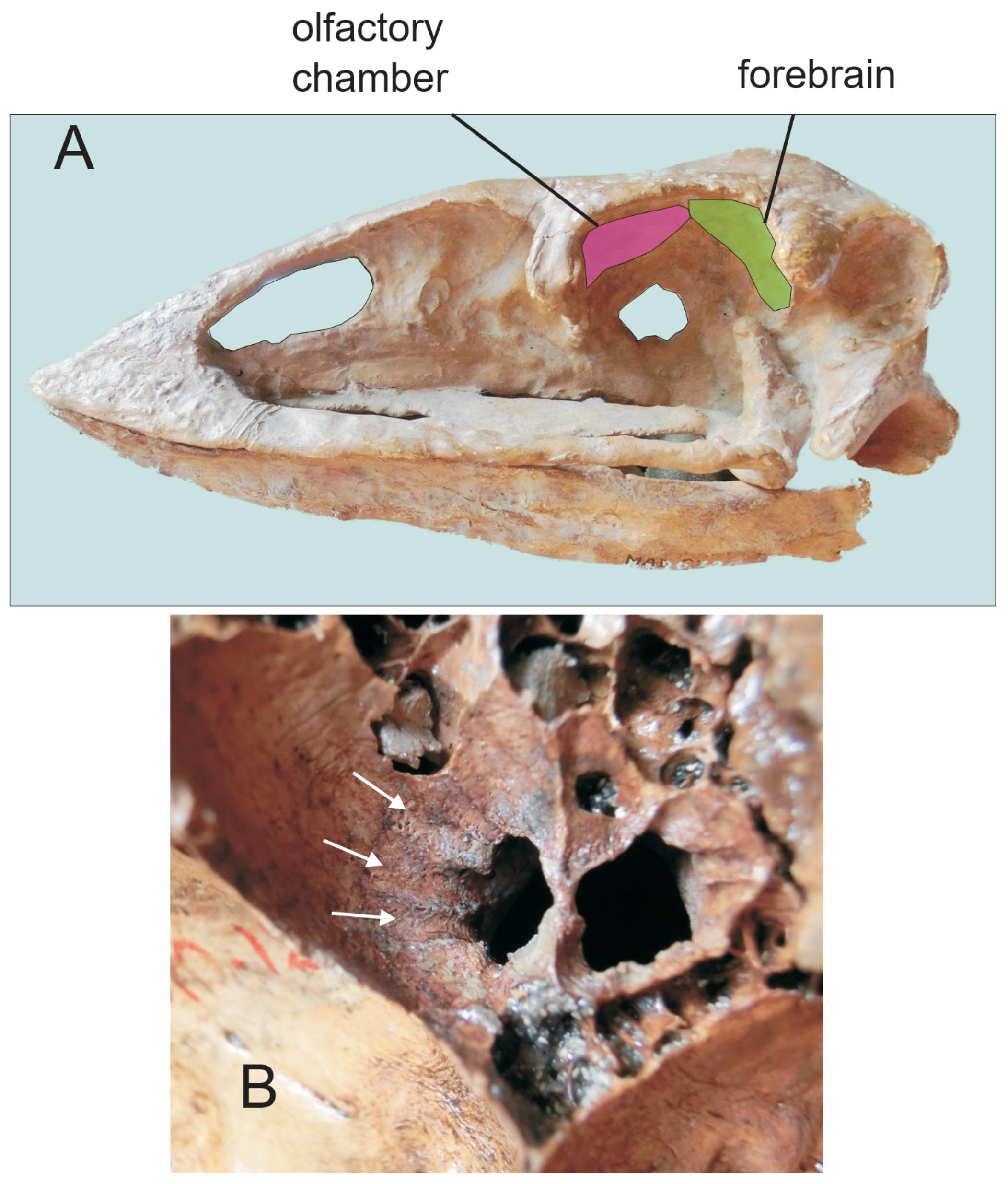 Diversity 13 00538 g006 Diversity 13 00538 g006