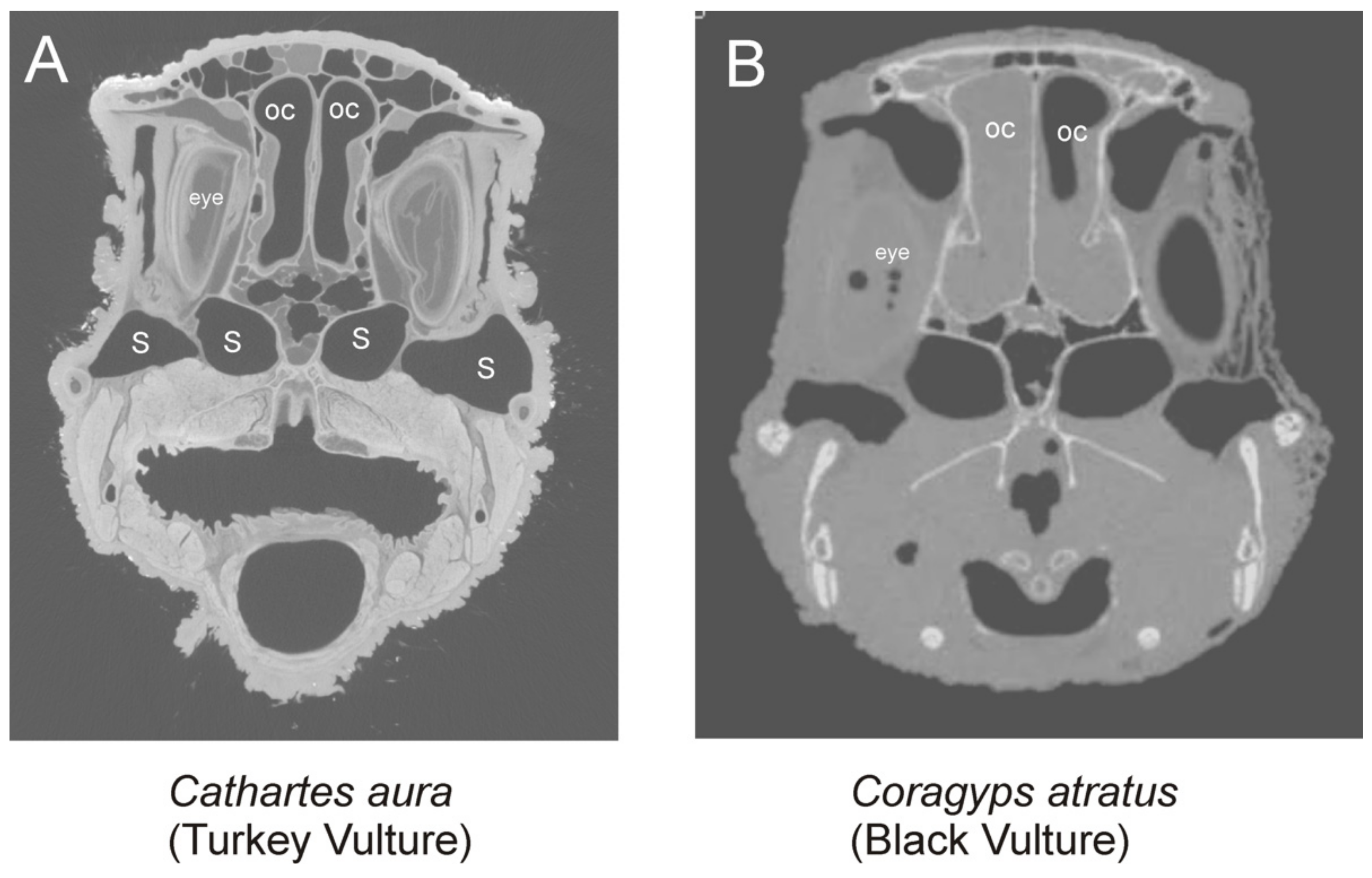 Diversity 13 00538 g011 Diversity 13 00538 g011