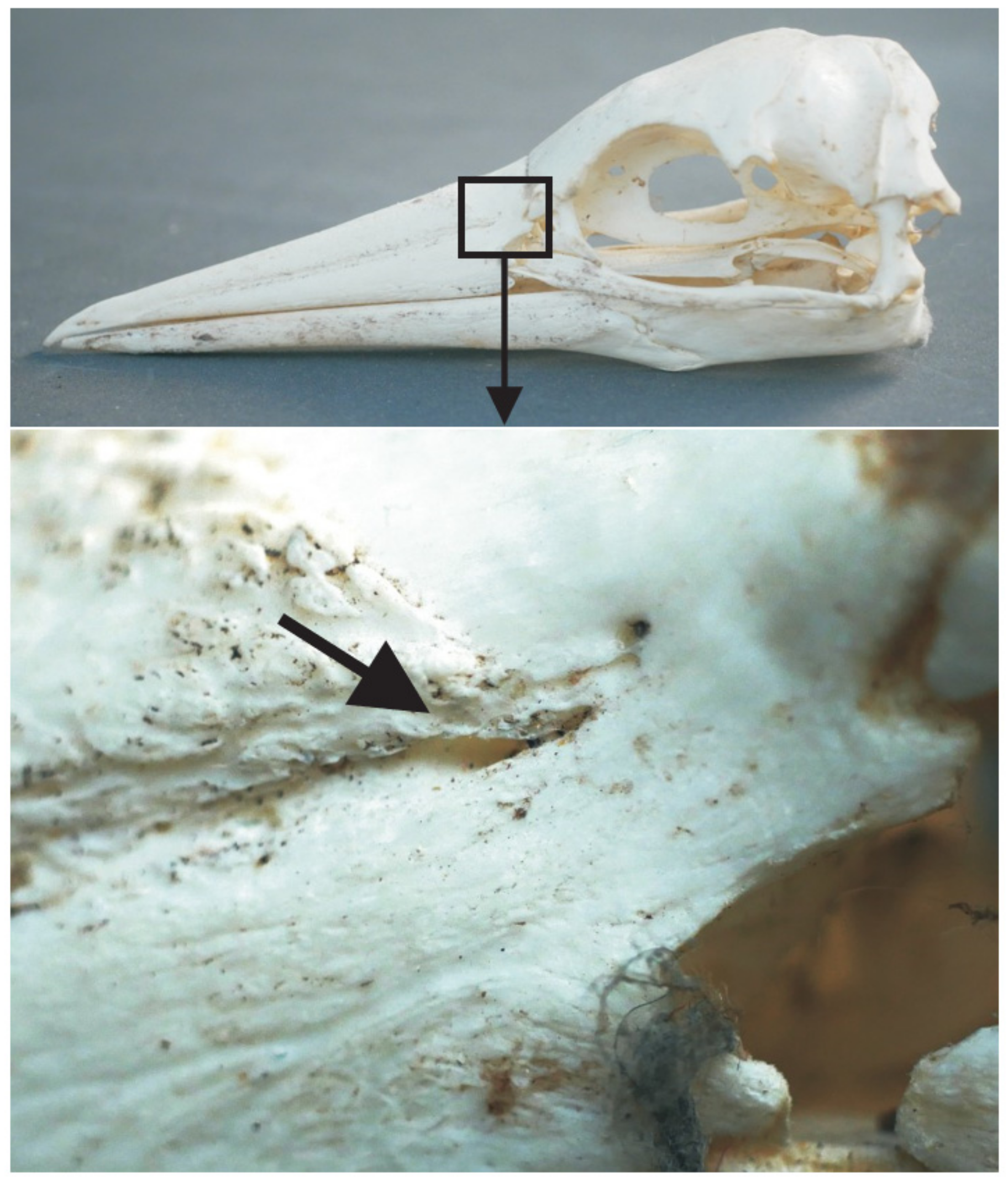 Diversity 13 00538 g012 Diversity 13 00538 g012