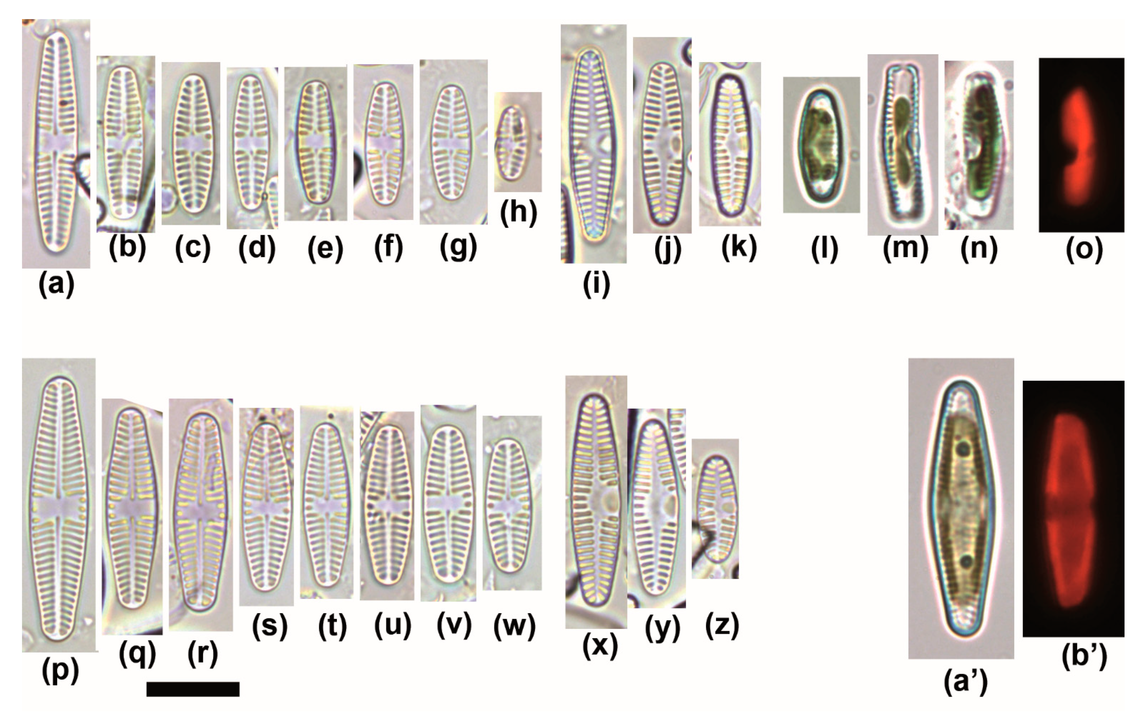 How to identify diatoms from their girdle views