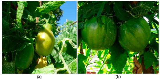 Diversity | Free Full-Text | State of Crop Landraces in Arcadia (Greece)  and In-Situ Conservation Potential
