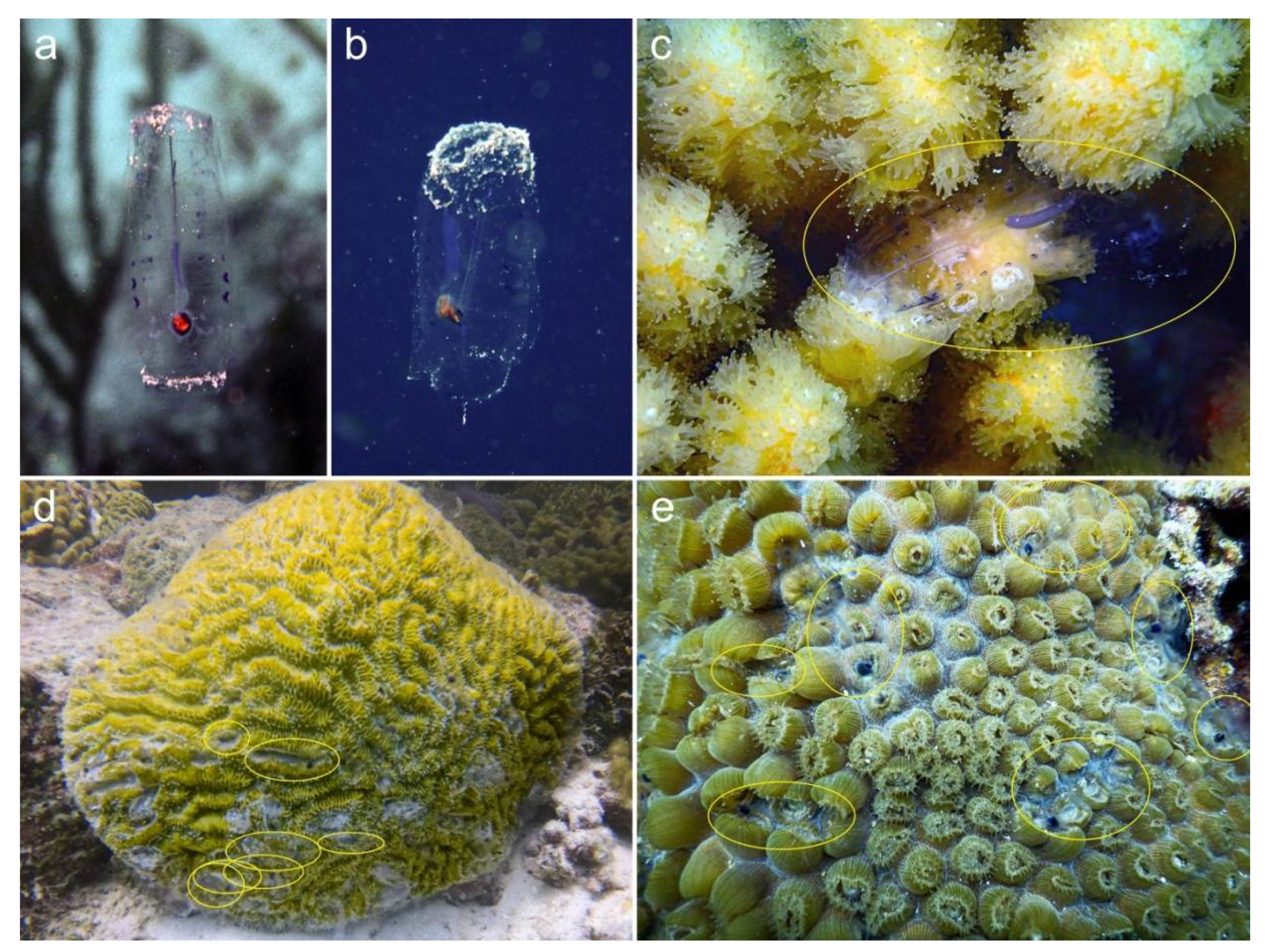 Diversity | Free Full-Text | Salpivory by Colonial Reef Corals at Curaçao,  Southern Caribbean