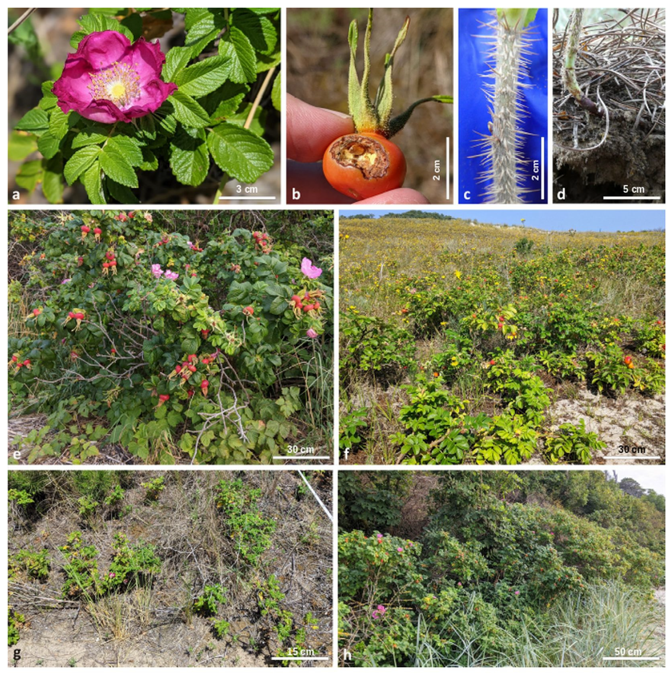 Diversity | Free Full-Text | Invasion at the Edge: The Case of Rosa rugosa  (Rosaceae) in Italy