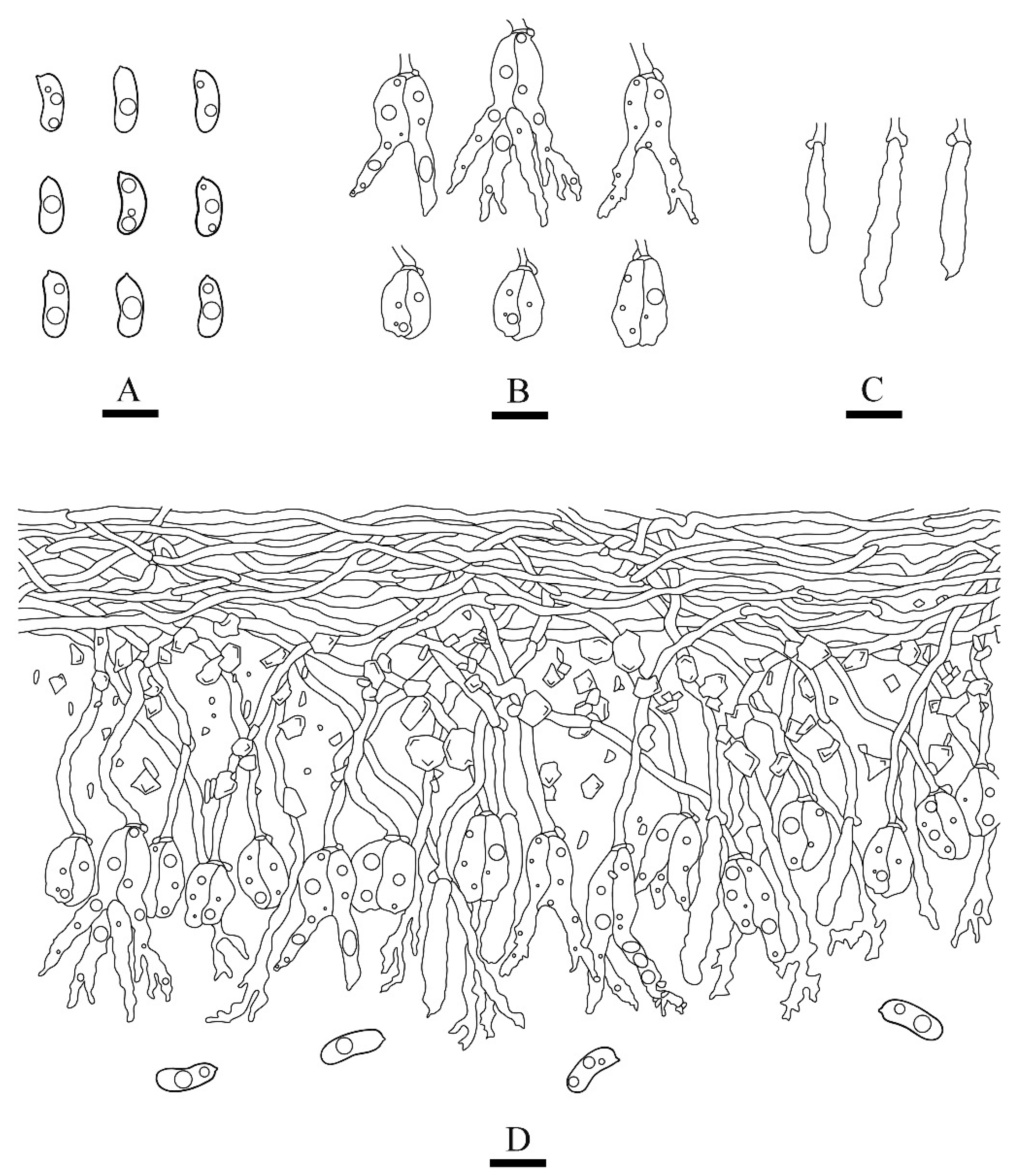 Diversity 14 00040 g004