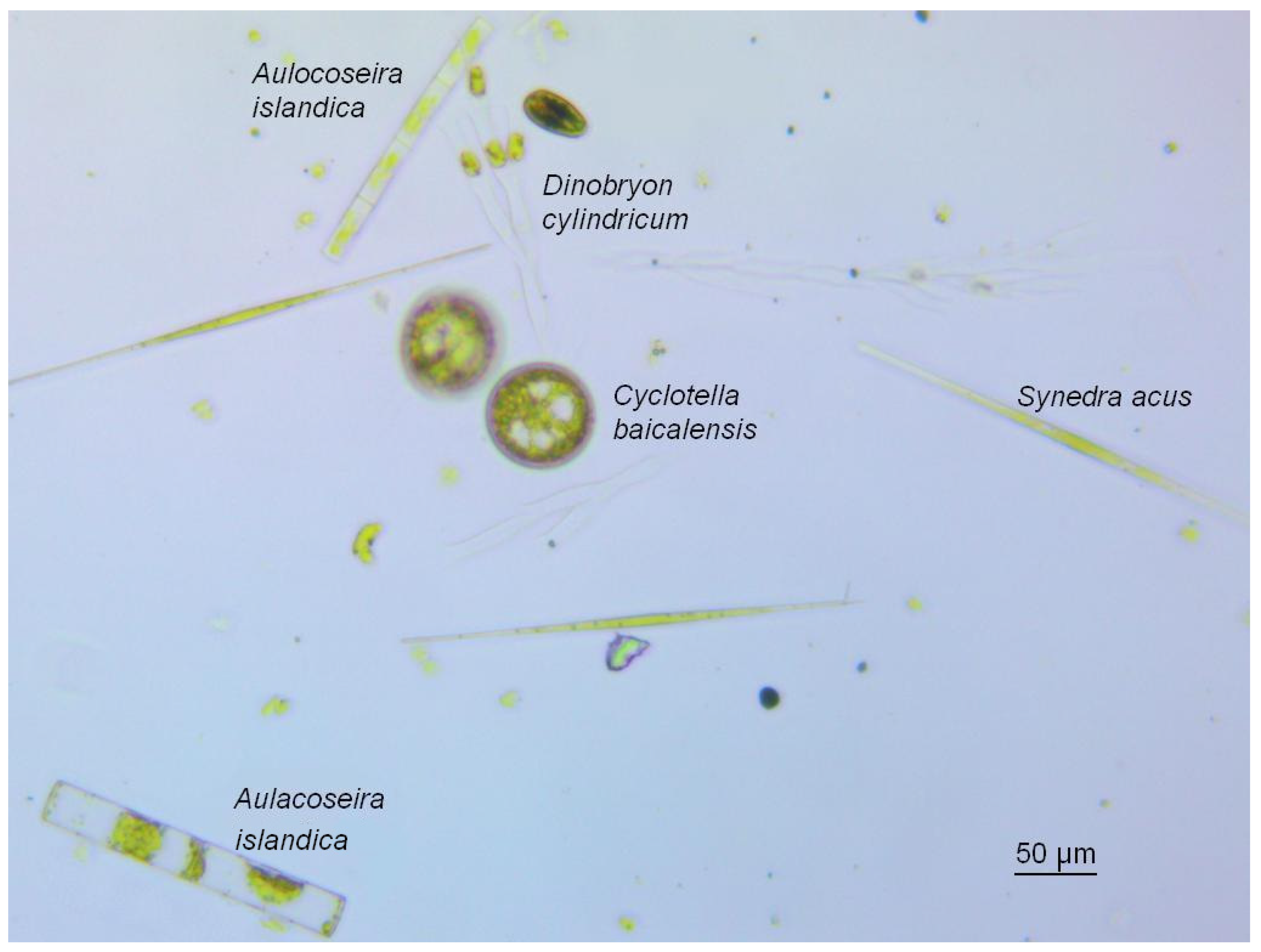 Diversity Free Full Text Fatty Acid Changes In Nearshore Phytoplankton Under Anthropogenic Impact As A Biodiversity Risk Factor For The World Rsquo S Deepest Lake Baikal Html