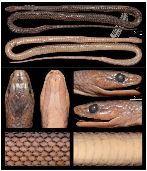 38 Snake Hook - Reptile Basics Inc