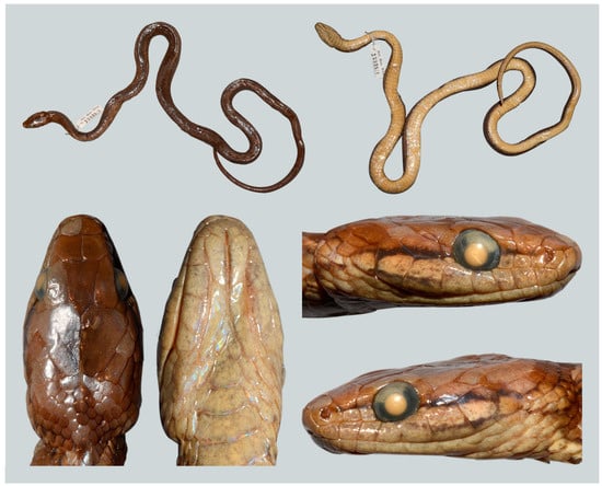 38 Snake Hook - Reptile Basics Inc