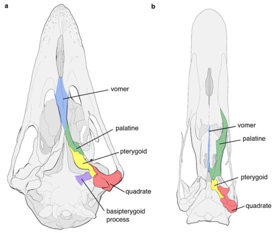 Free (Neornithes: and Evolution Palaeognathous Full-Text Record | Birds Fossil | Palaeognathae) Diversity The of