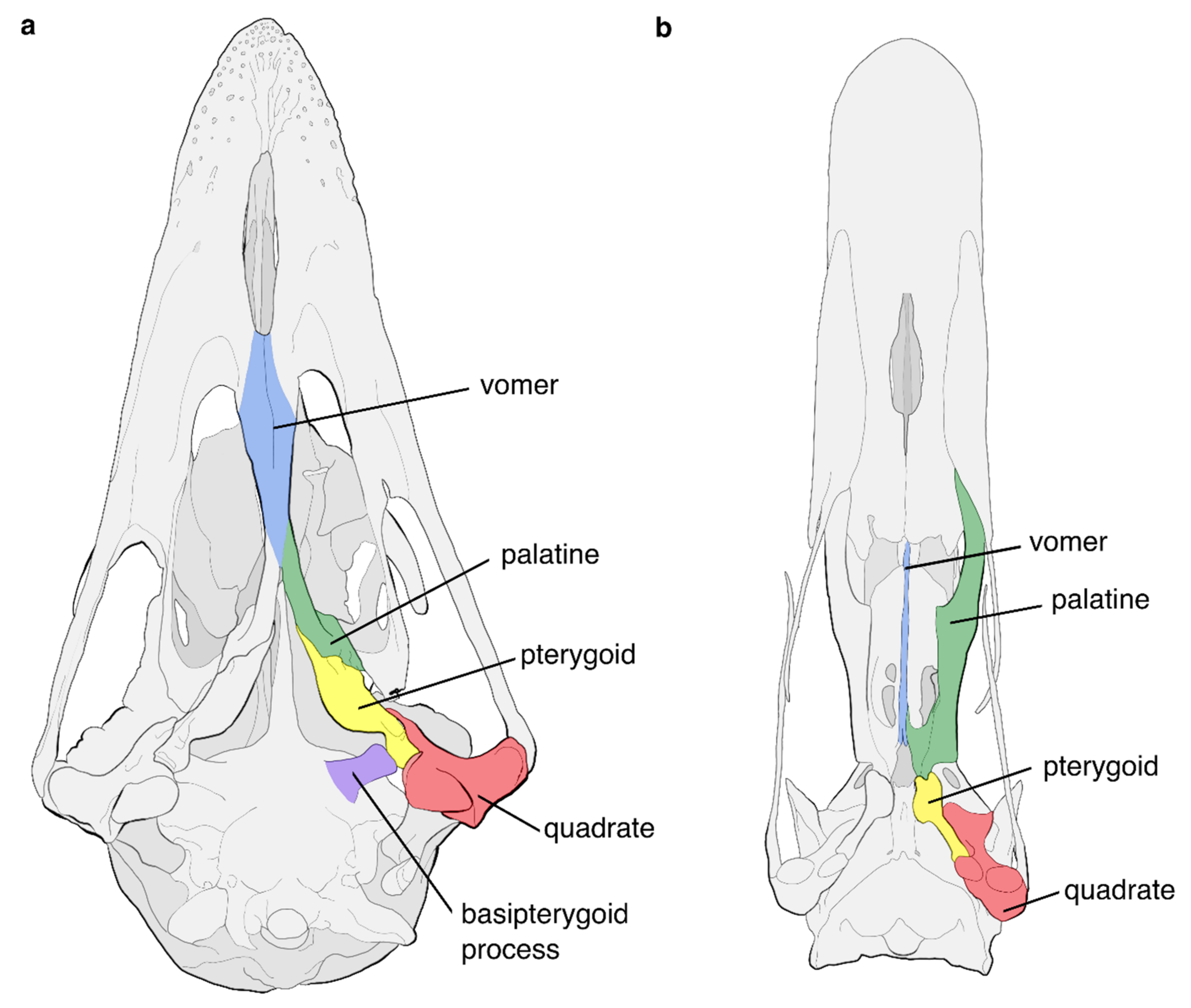 Diversity | Free Full-Text | The Evolution and Fossil Record of  Palaeognathous Birds (Neornithes: Palaeognathae)