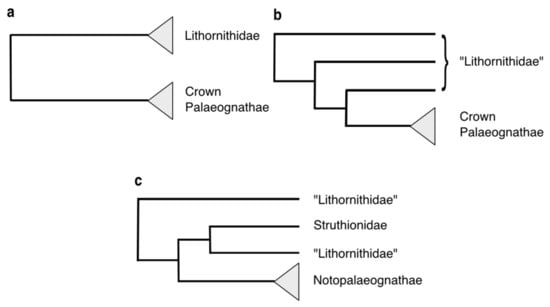 Diversity | Palaeognathae) Record Fossil and of Free Palaeognathous Birds Evolution The | Full-Text (Neornithes